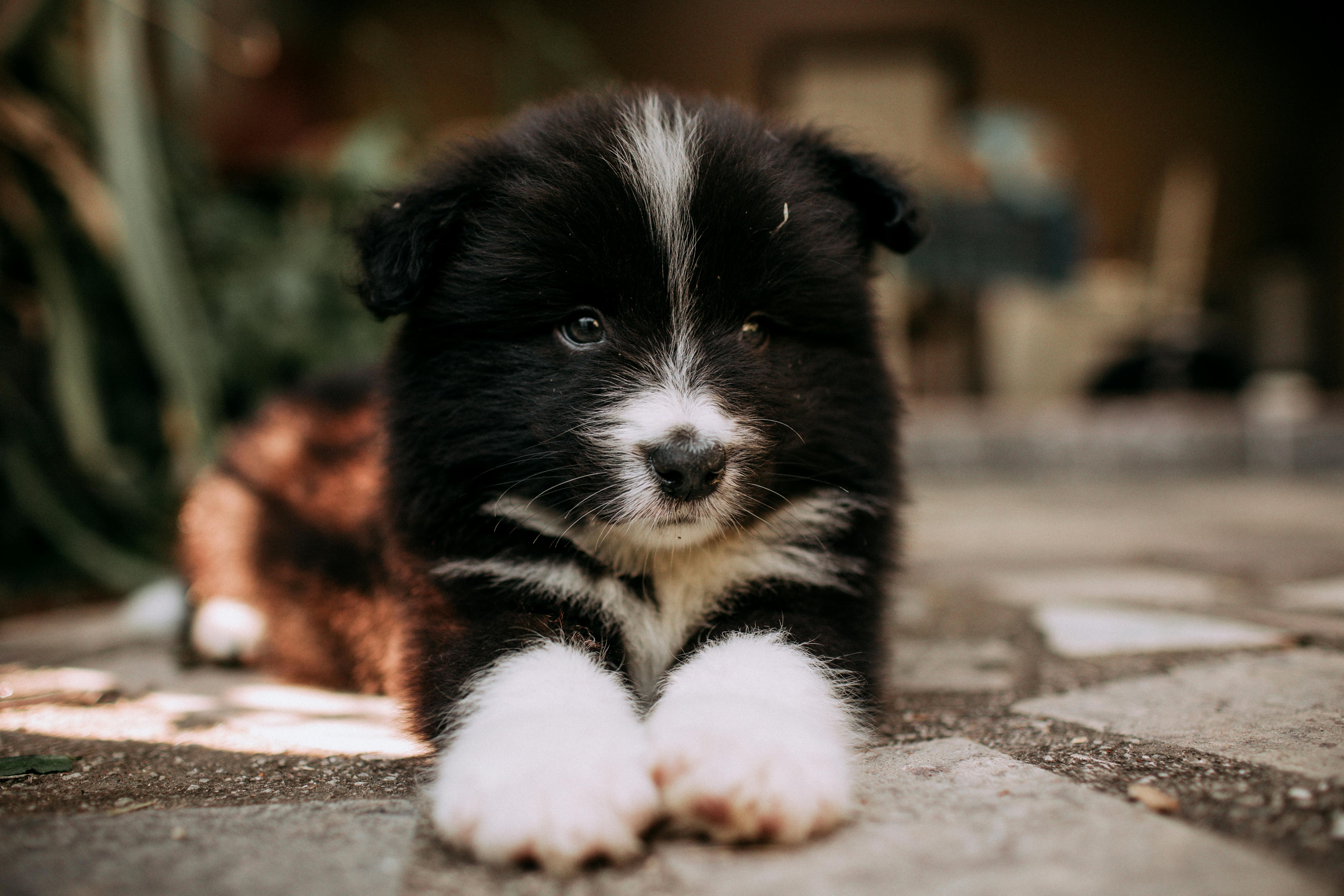 Pet care: Solving puppy tooth troubles and grooming gaffes — Photo by Helena Lopes on Pexels