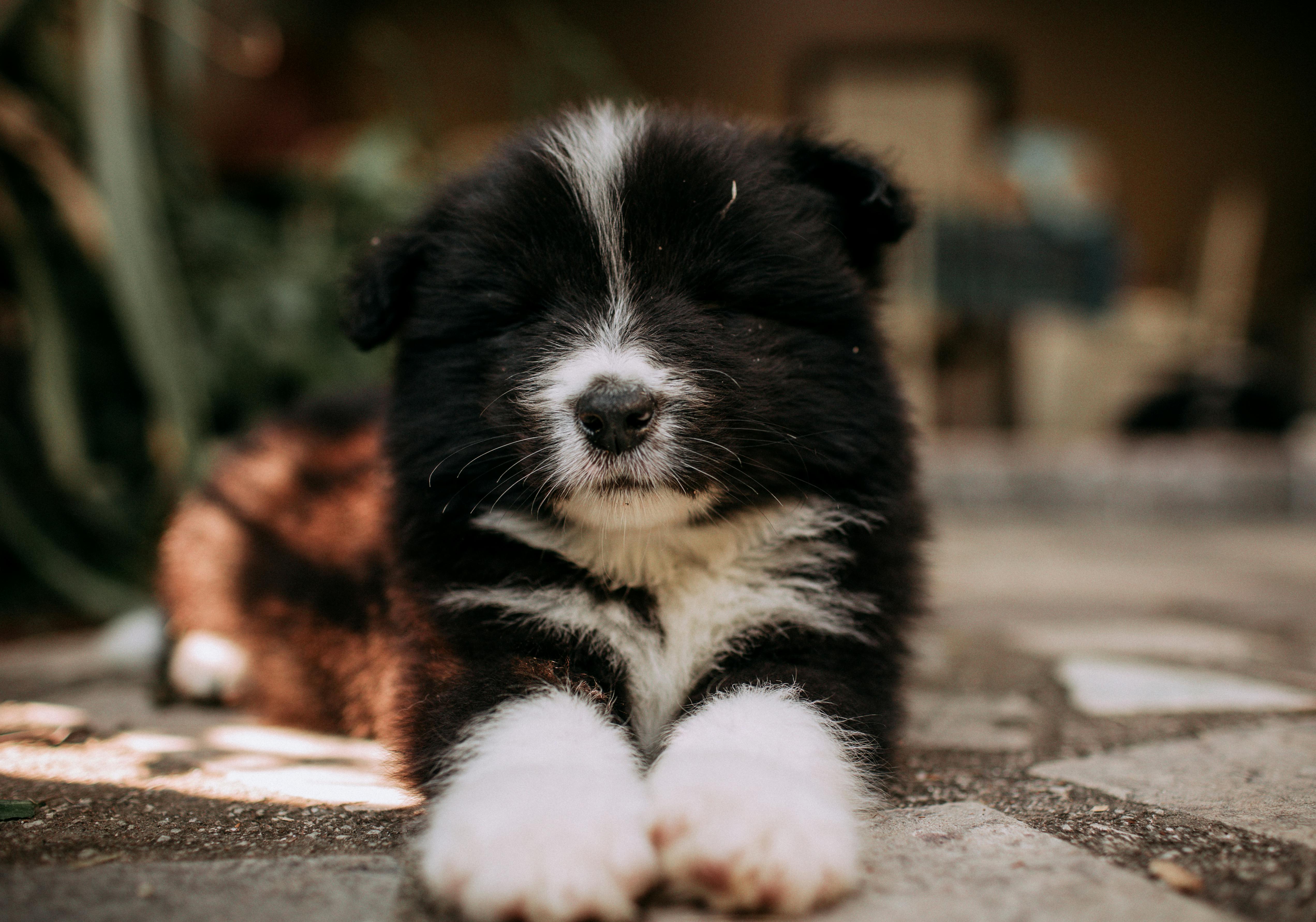 Pet care: Solving puppy tooth troubles and grooming gaffes — Photo by Helena Lopes on Pexels