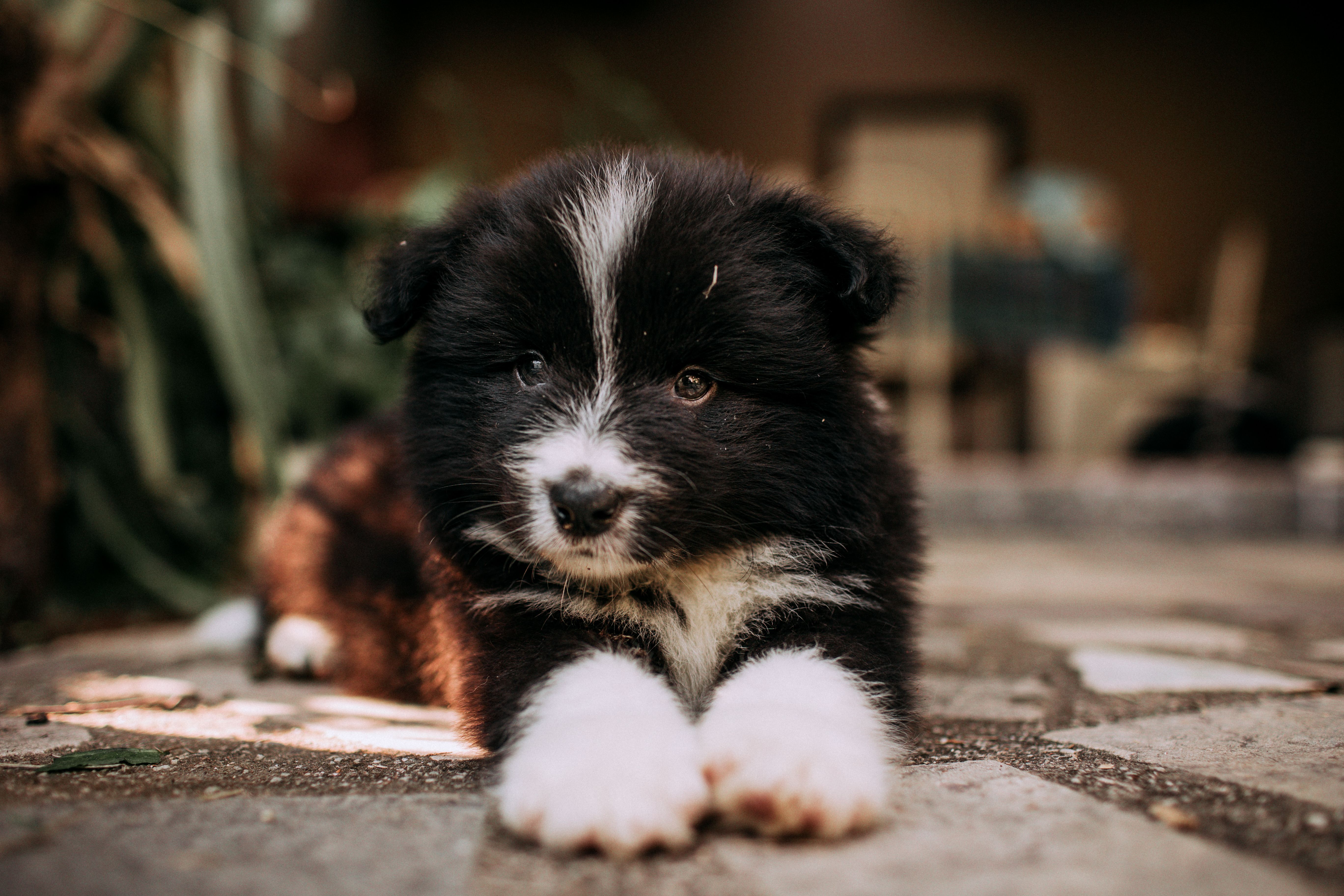 Pet Insurance – Is It Worth It? — Photo by Helena Lopes on Pexels