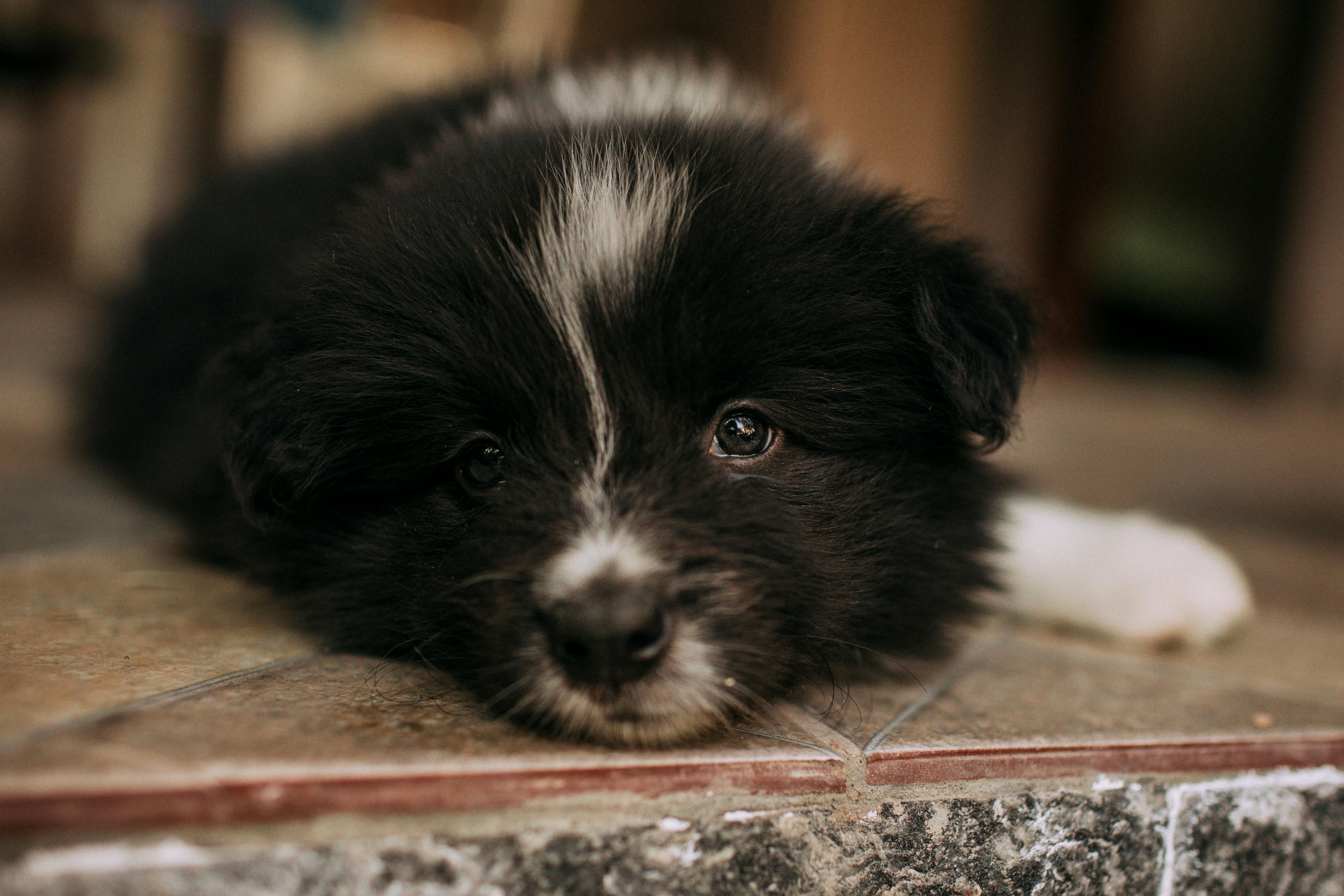 Pet care: Solving puppy tooth troubles and grooming gaffes — Photo by Helena Lopes on Pexels