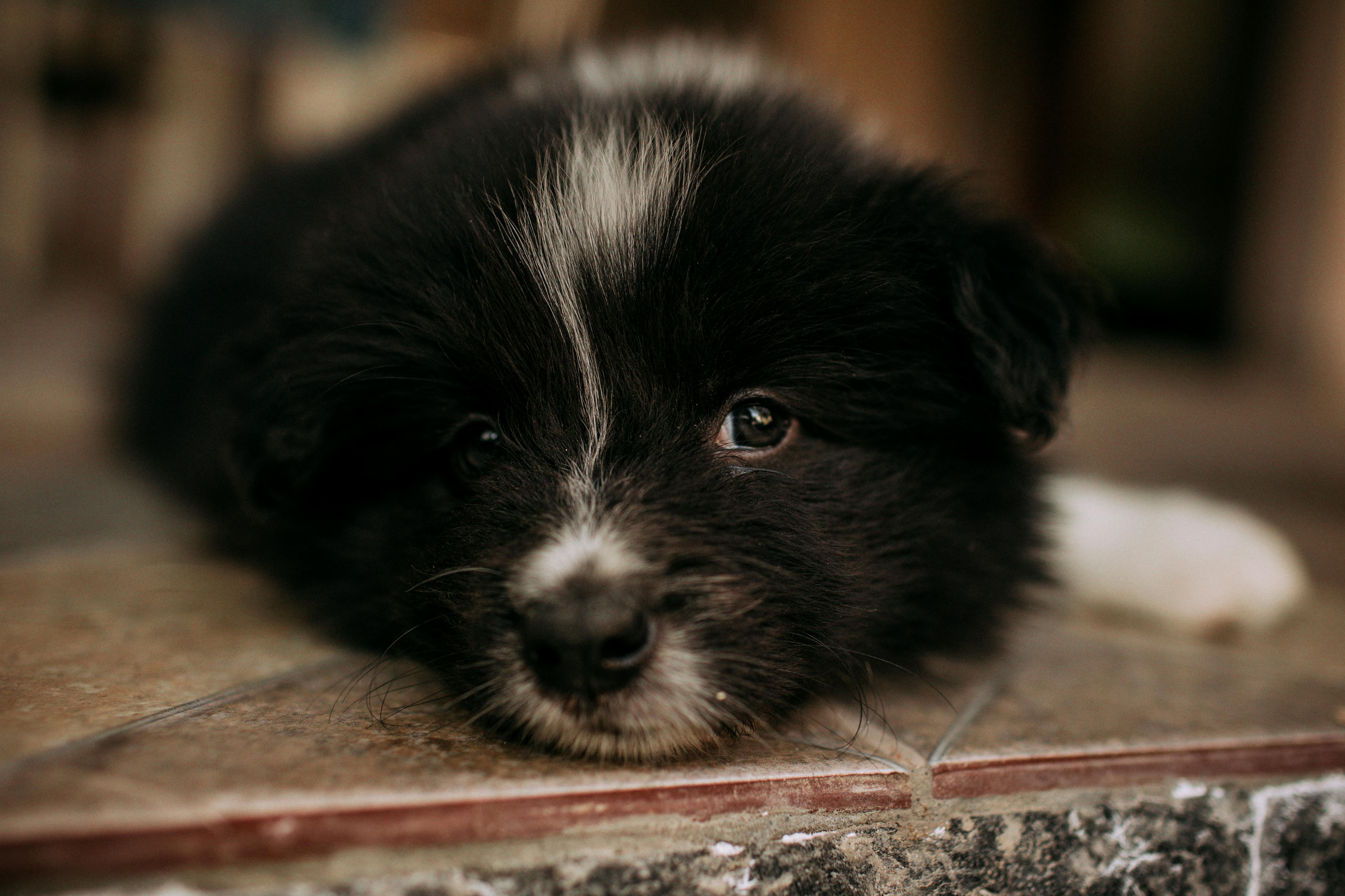 pet care, pet health, pet safety, pet grooming — Photo by Helena Lopes on Pexels