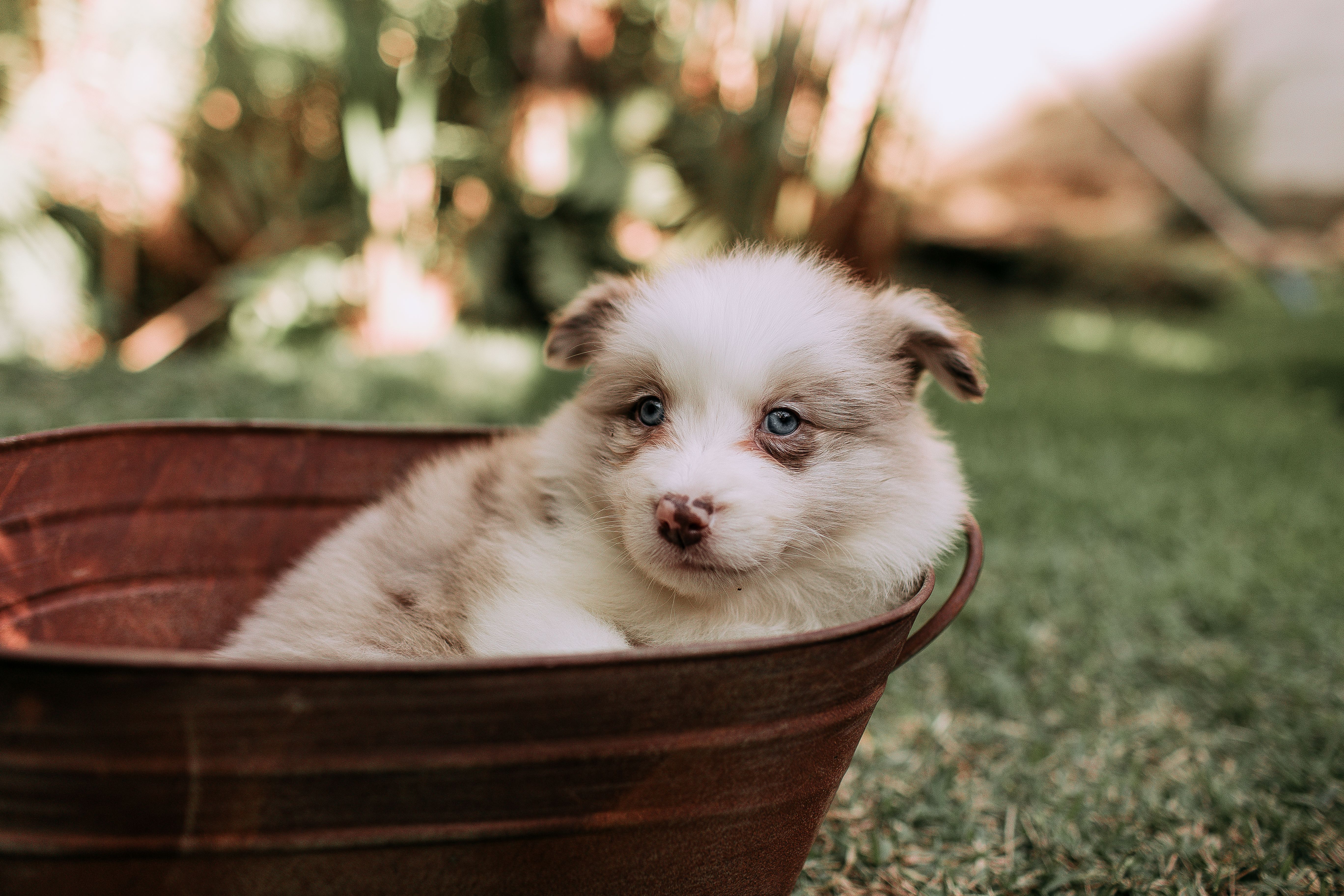 What’s the best pet insurance in Arizona? Guide to 2026’s top providers - AZ Big Media — Photo by Helena Lopes on Pexels