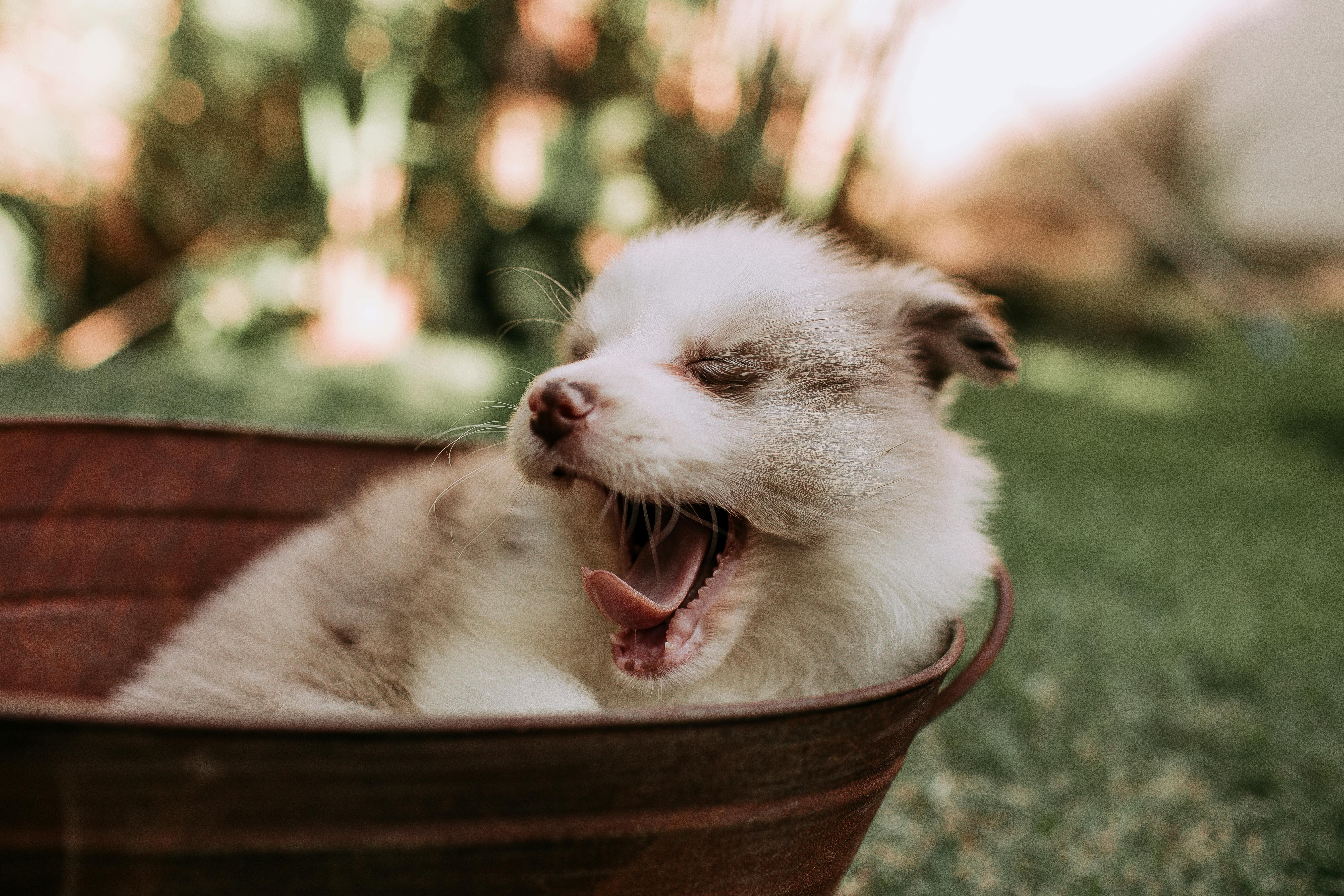 Pet Oral Health Supplements Surge as Clinical Evidence Strengthens Category — Photo by Helena Lopes on Pexels