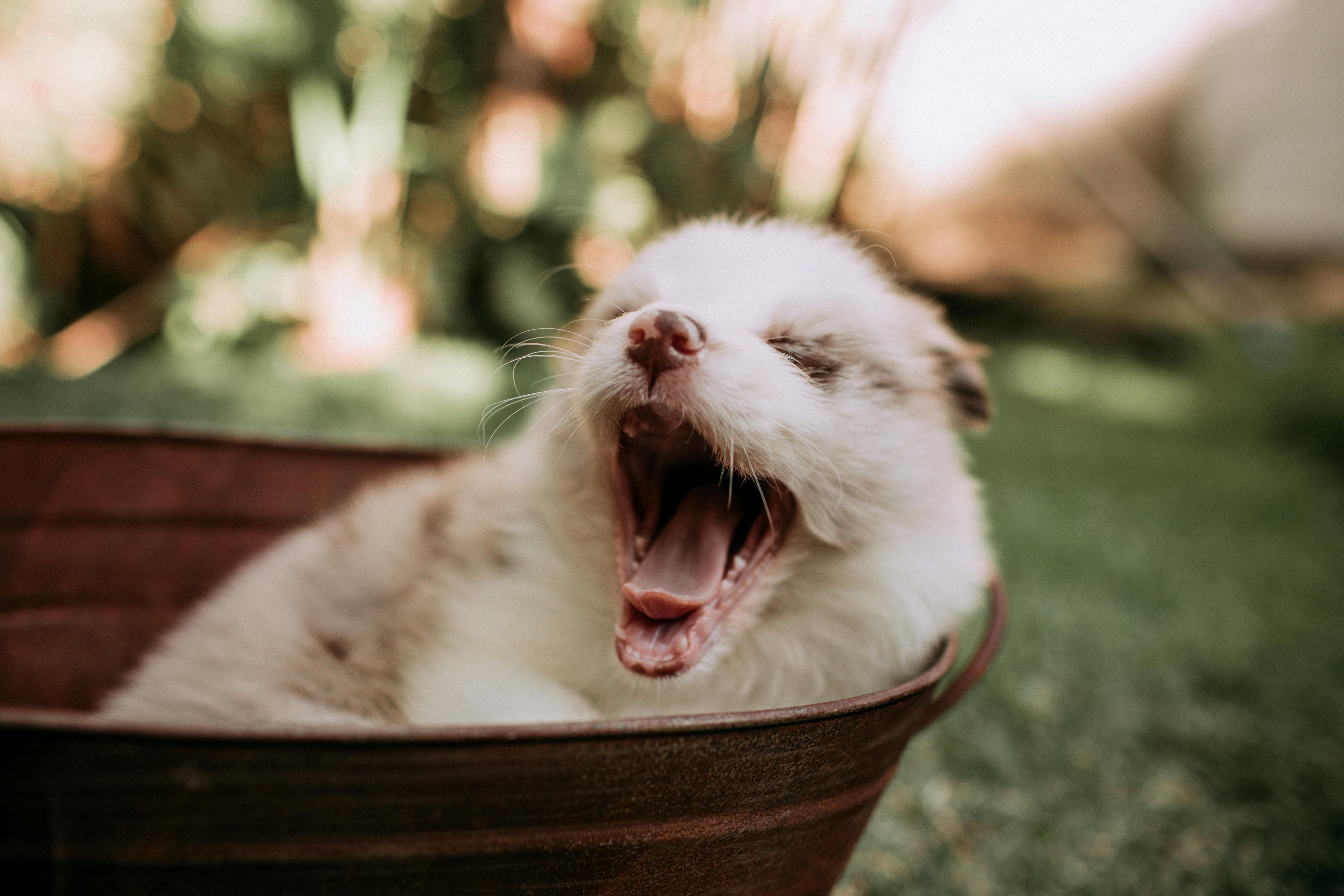 Pet Oral Health Supplements Surge as Clinical Evidence Strengthens Category — Photo by Helena Lopes on Pexels