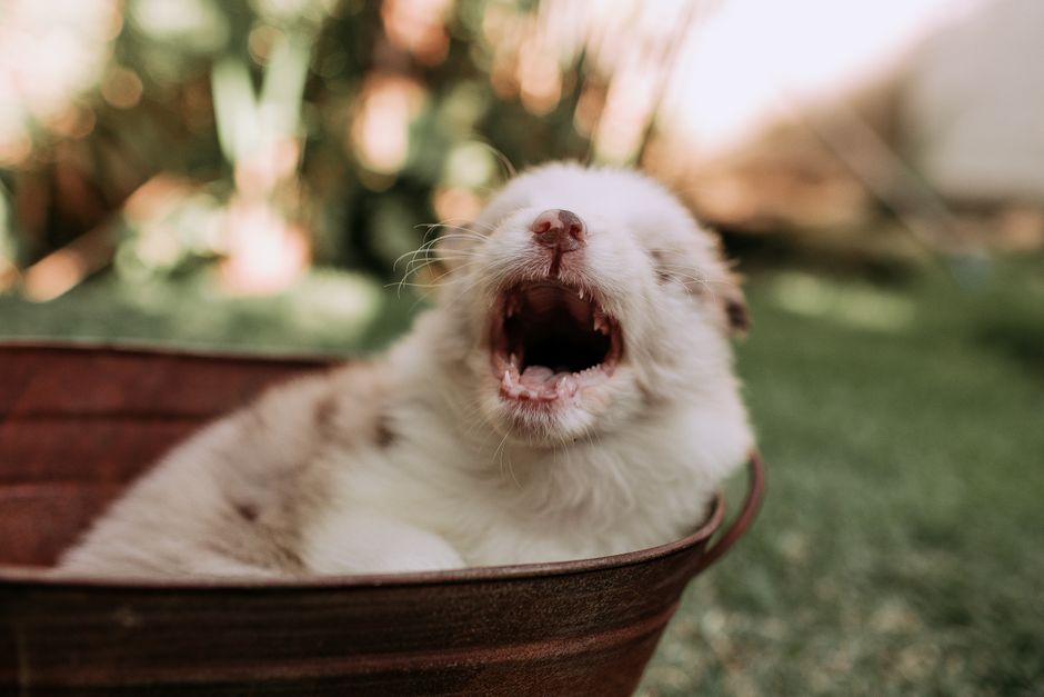 Cute yawning puppy in a rustic bucket outdoors on a sunny day.