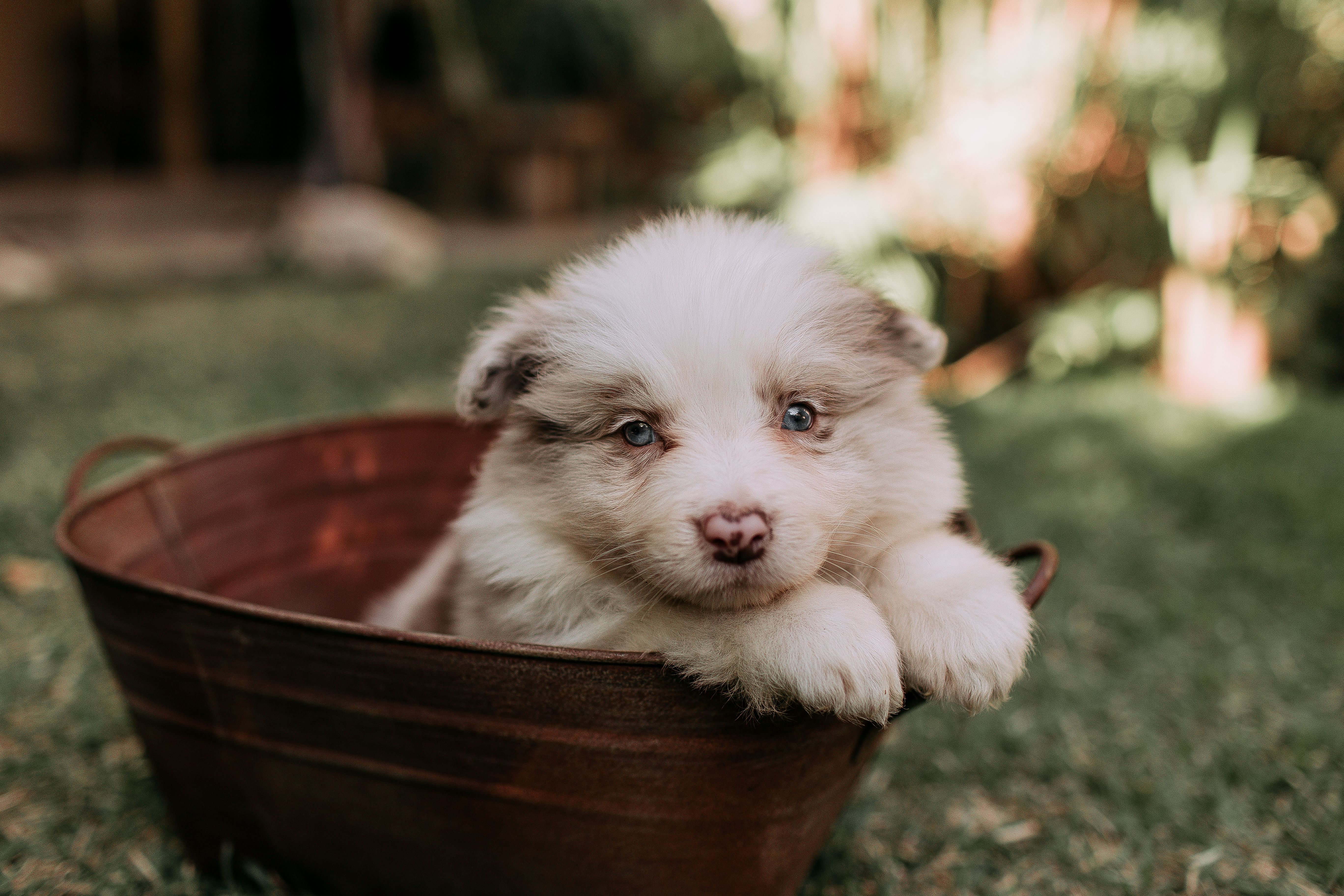 Guide to choosing the best Best German Shepherd Breeders Australia for your needs