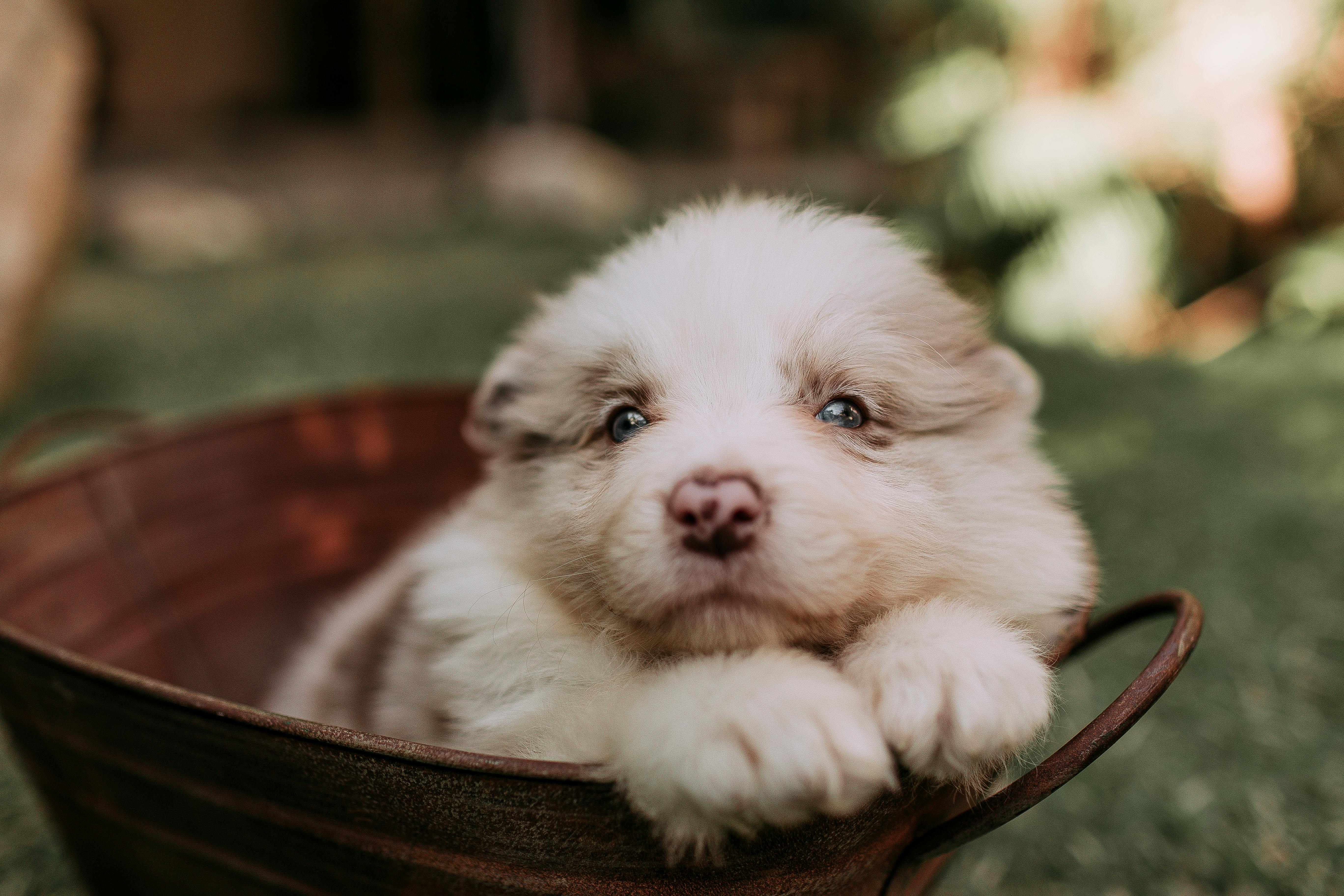 Pet care: Solving puppy tooth troubles and grooming gaffes — Photo by Helena Lopes on Pexels