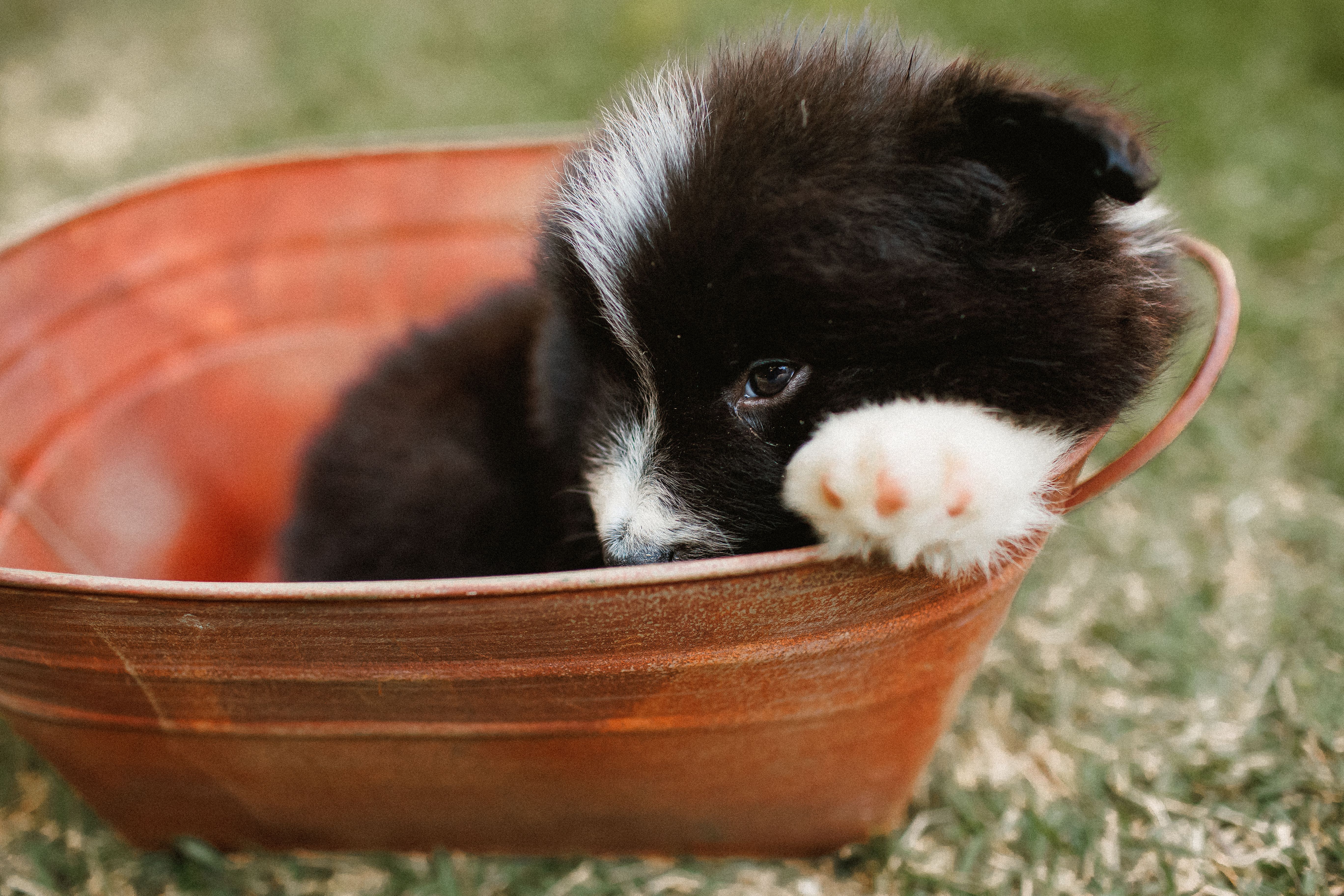 Pet care: Solving puppy tooth troubles and grooming gaffes — Photo by Helena Lopes on Pexels