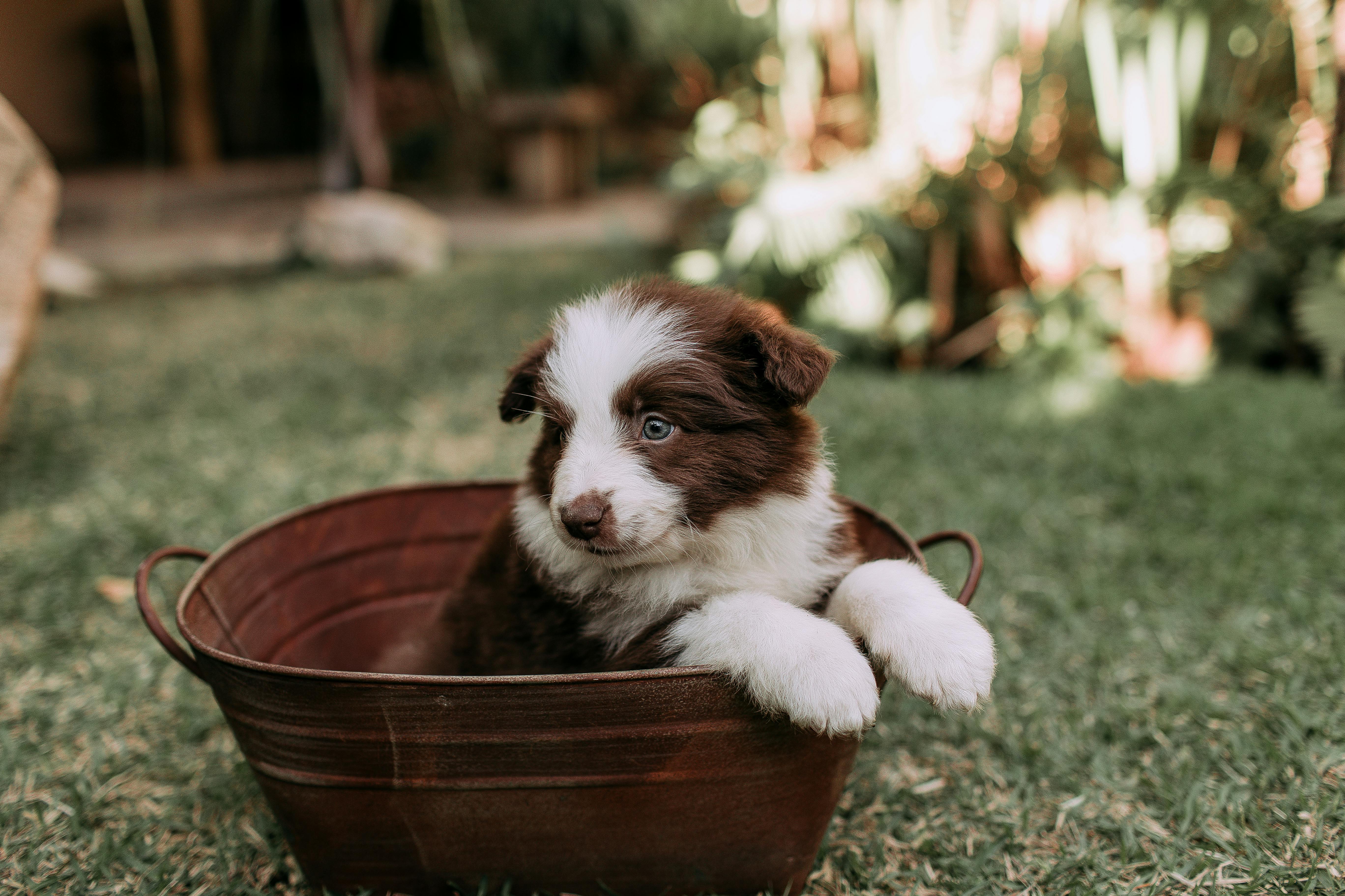 Safe Place To Buy Dogs In Portland: Responsible Buying Guide