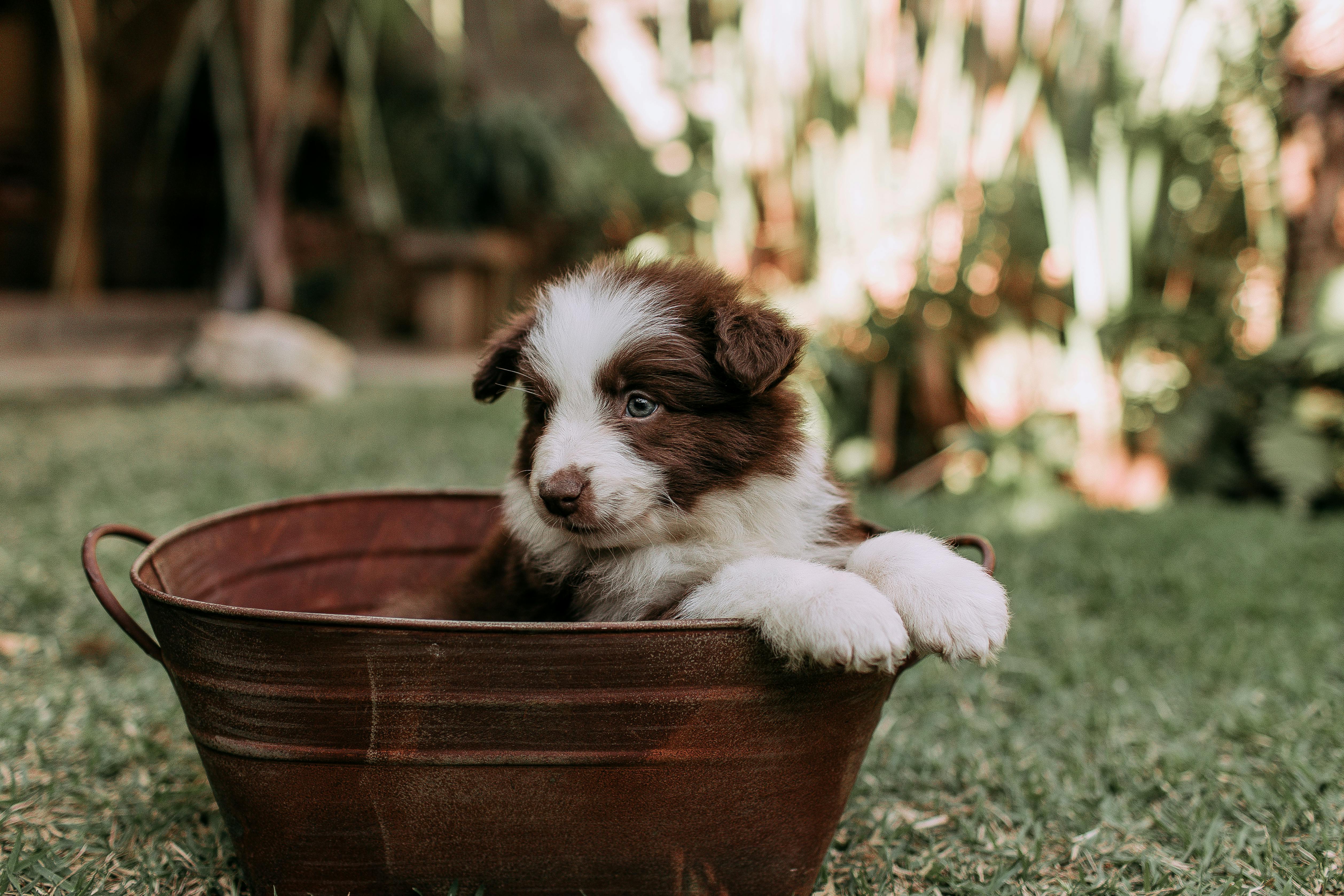 Pet care: Solving puppy tooth troubles and grooming gaffes — Photo by Helena Lopes on Pexels