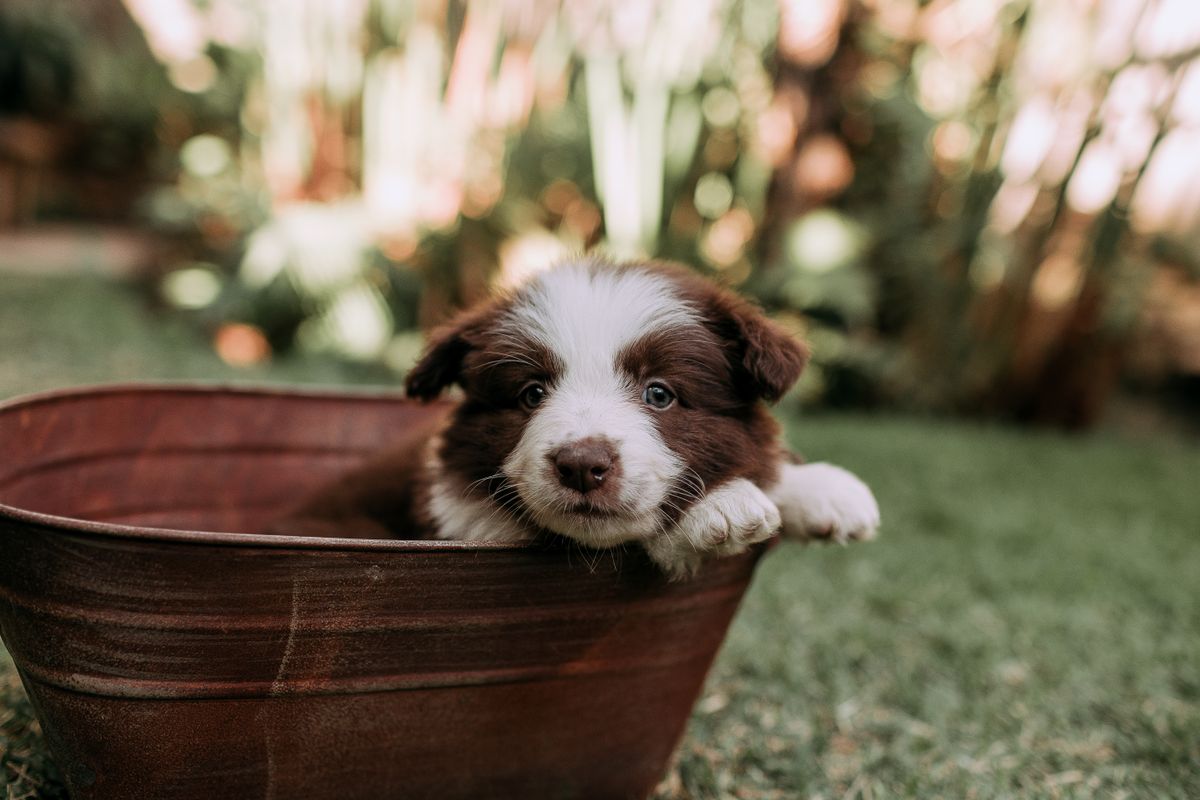 prénom chien en b - Idées de prénoms de chien en B : plus de 100 exemples pour s’inspirer