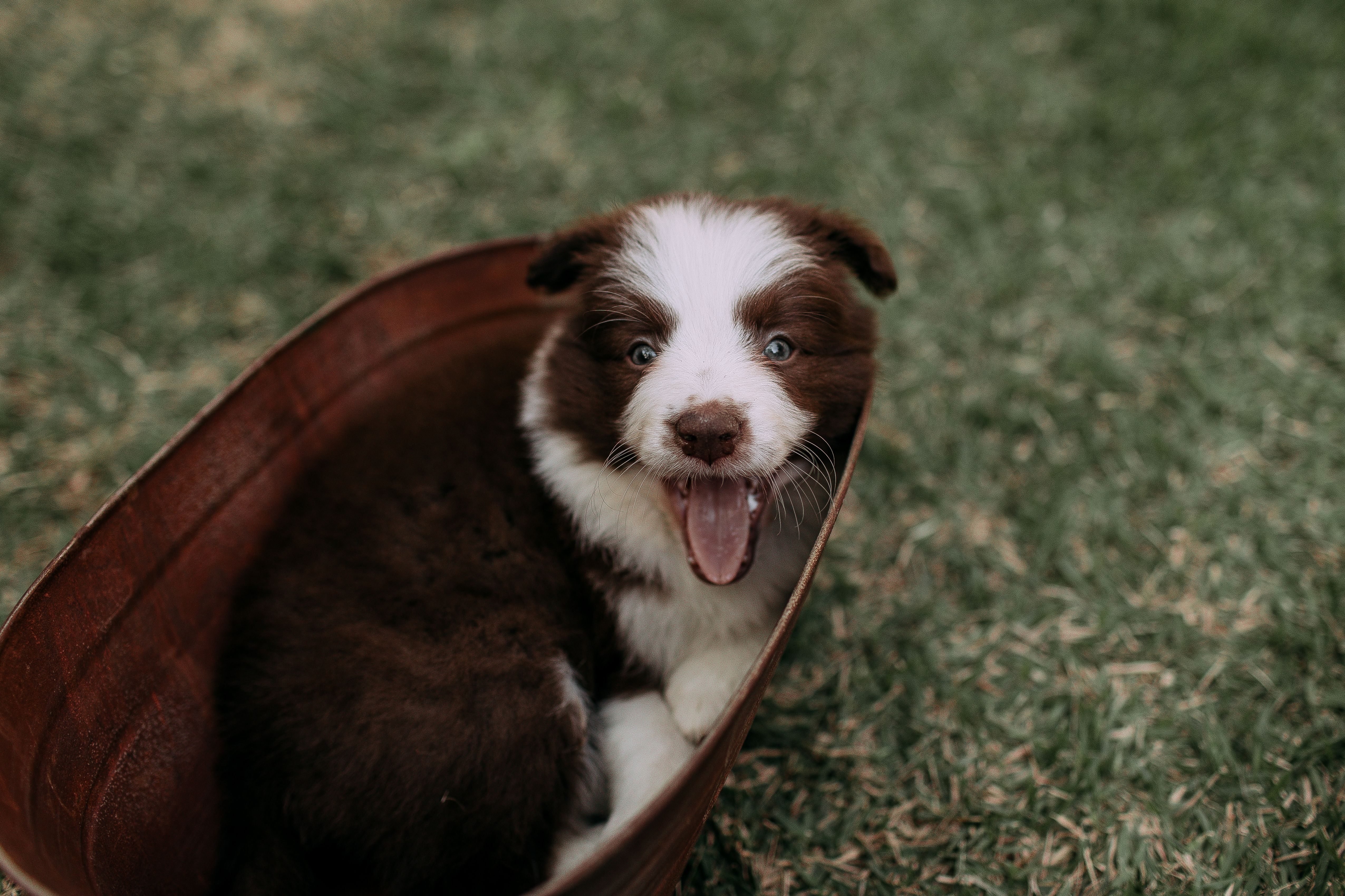 Cute Border Collie puppy happily sitting outside in a basket on the grass.