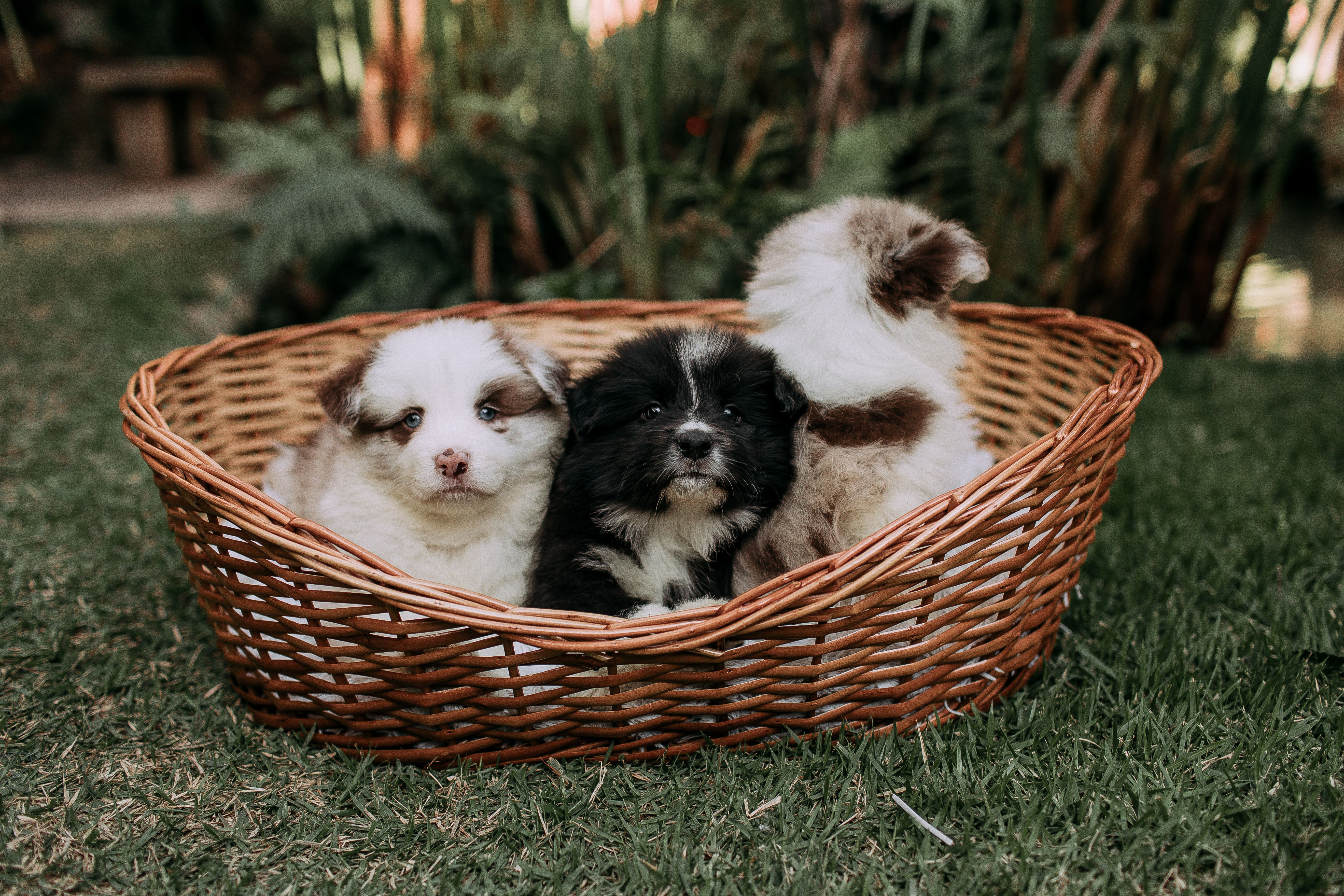 pet insurance pet finance and insurance — Photo by Helena Lopes on Pexels