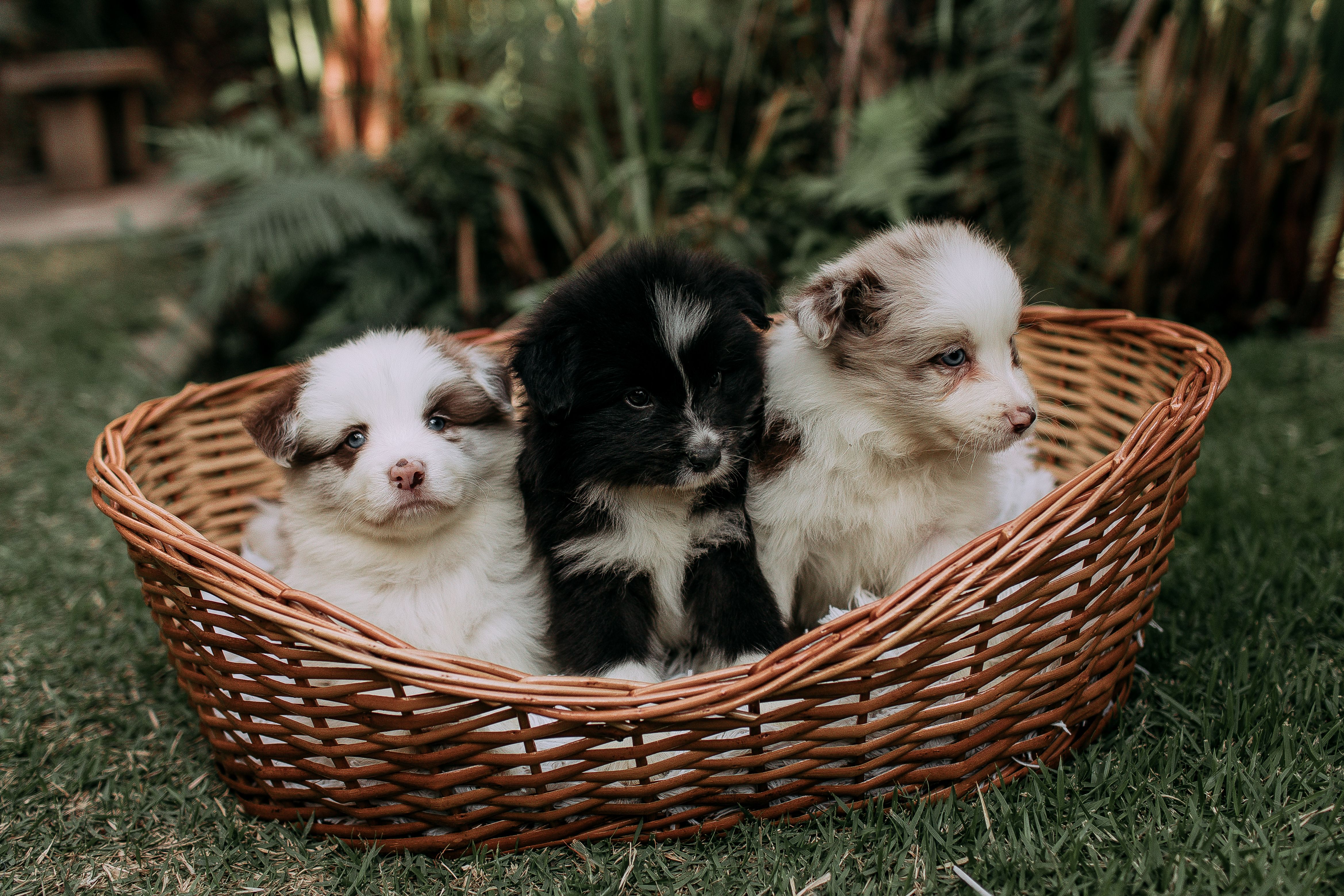 Find Puppies Shop In Dubbo: Responsible Buying Guide for Australian Families