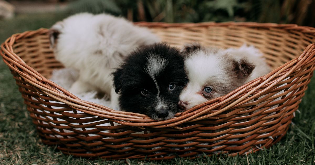 Charming photo of fluffy puppies cuddled in a wicker basket on grass, perfect for pet lovers.