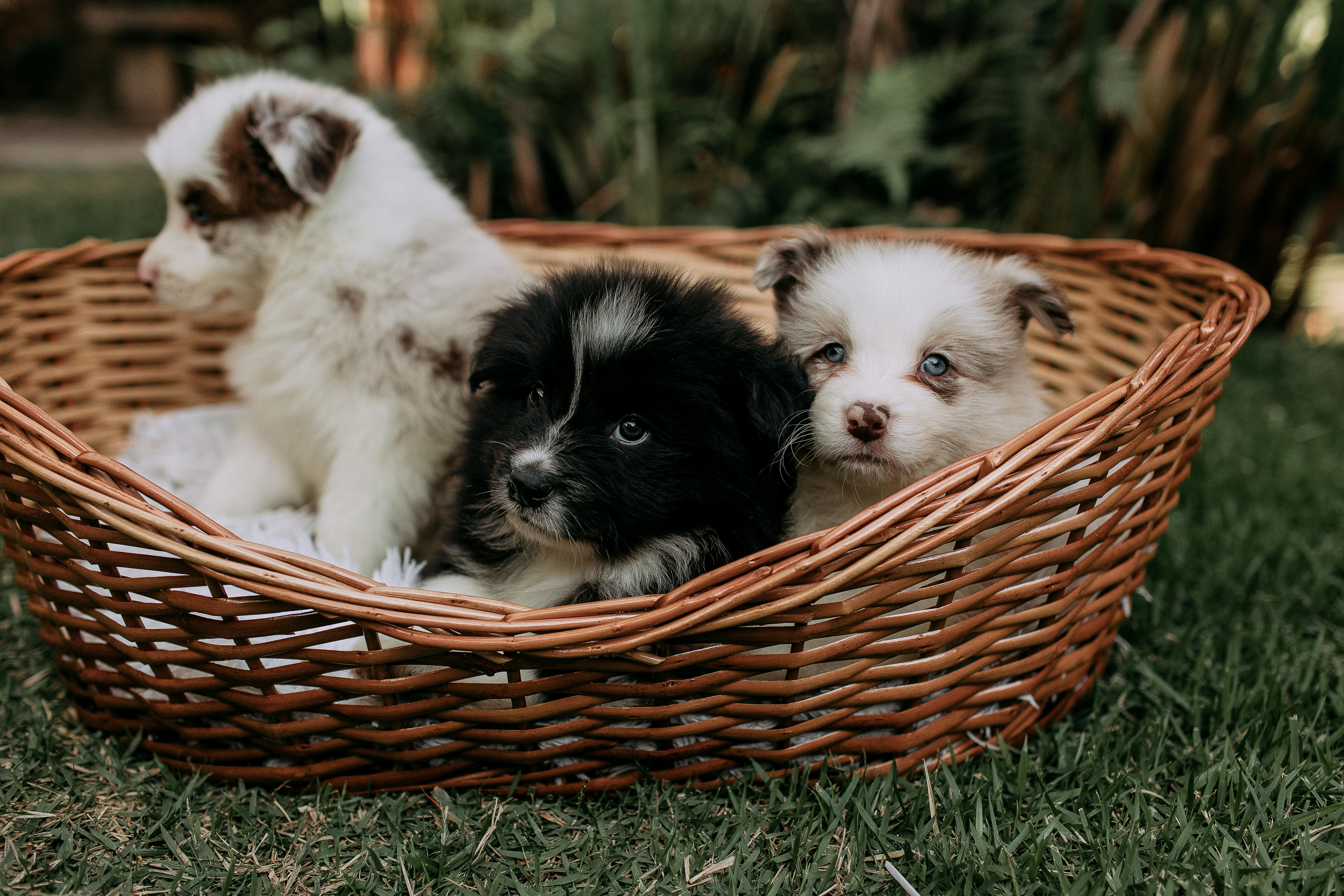 pet insurance pet finance and insurance — Photo by Helena Lopes on Pexels
