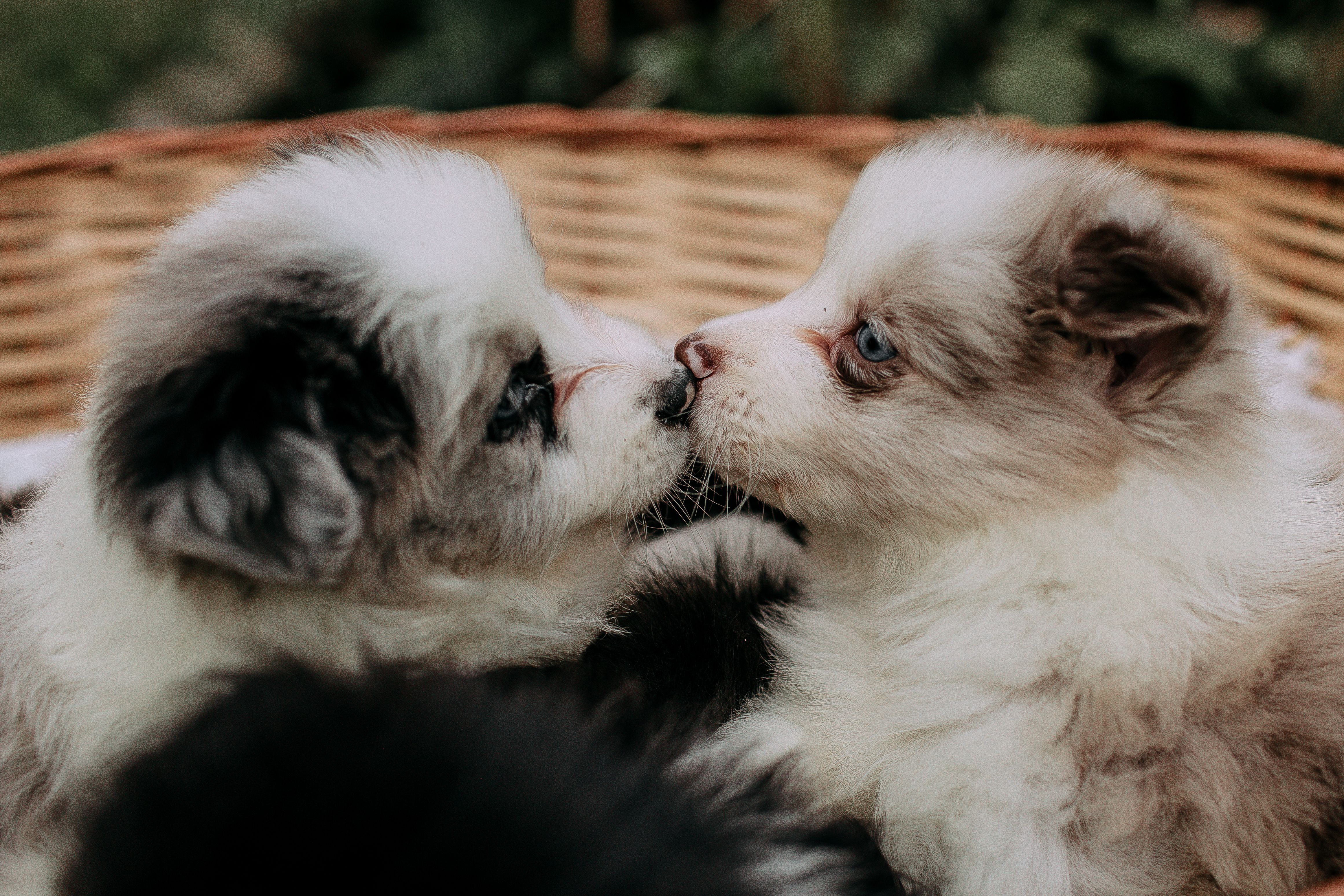 Where To Find Puppies In Ballarat: Responsible Guide