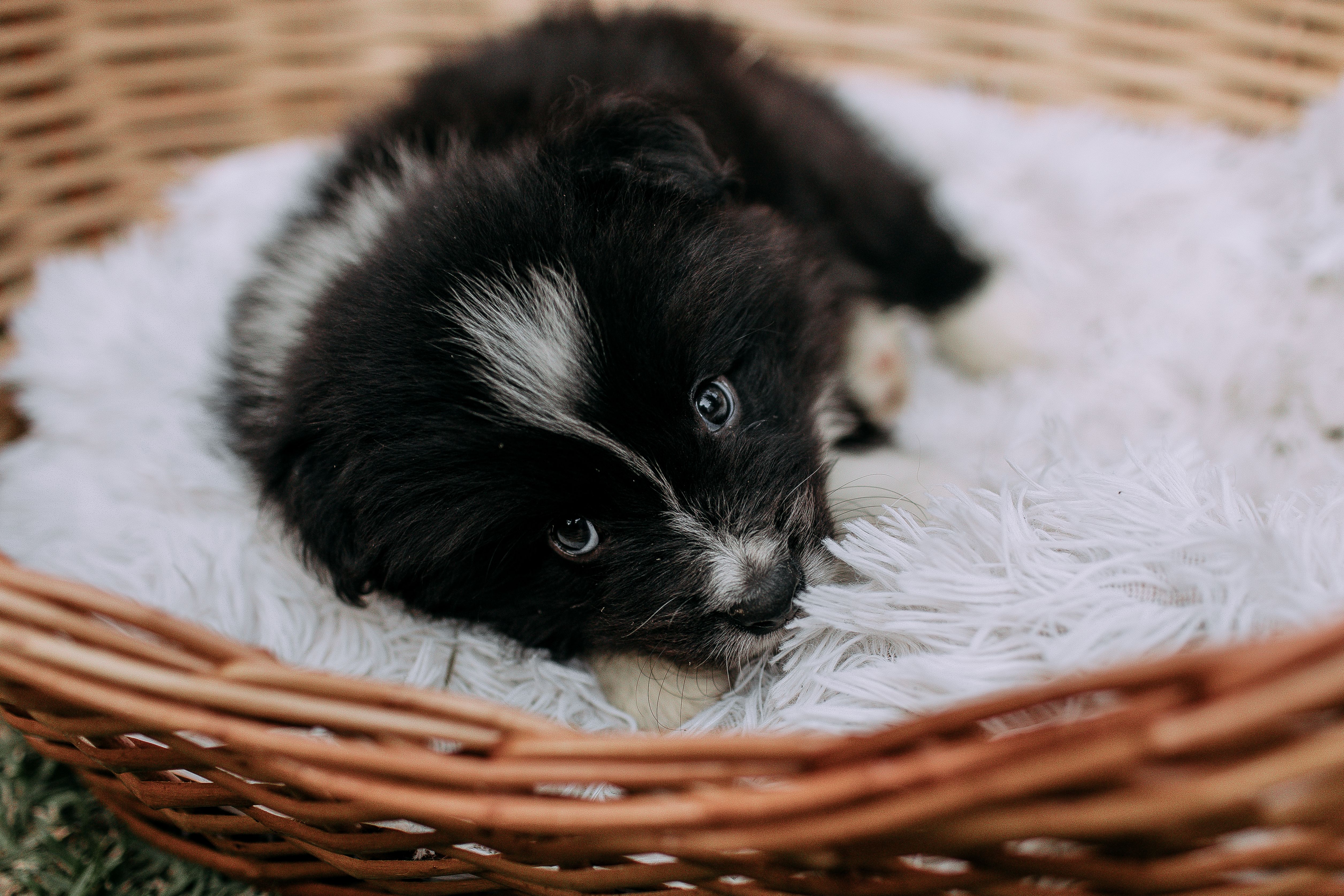 Chien et bébé : préparer l'arrivée en douceur - Construire une cohabitation sereine au quotidien