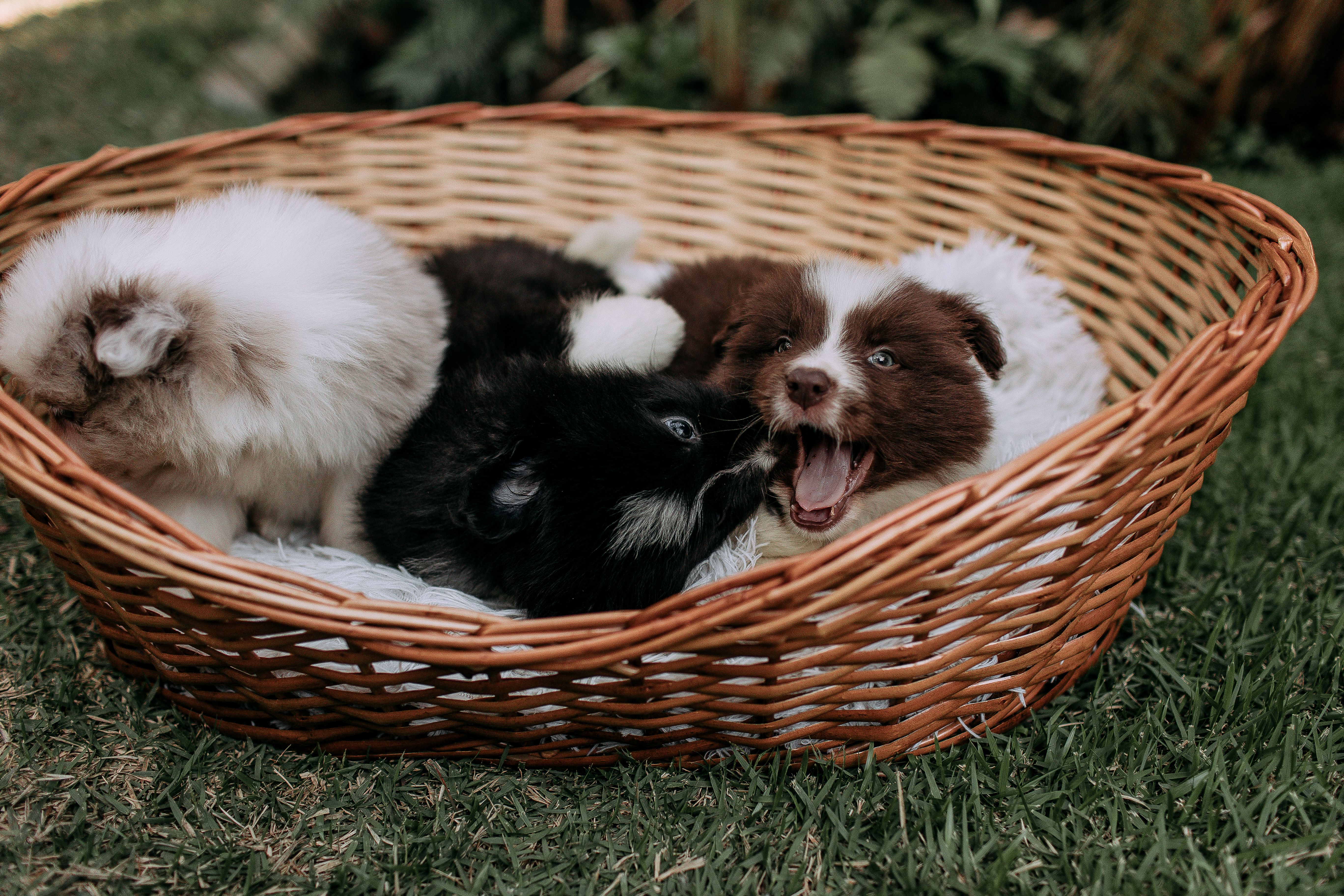 Purebred Puppies for Sale in Oklahoma: Responsible Buying Guide