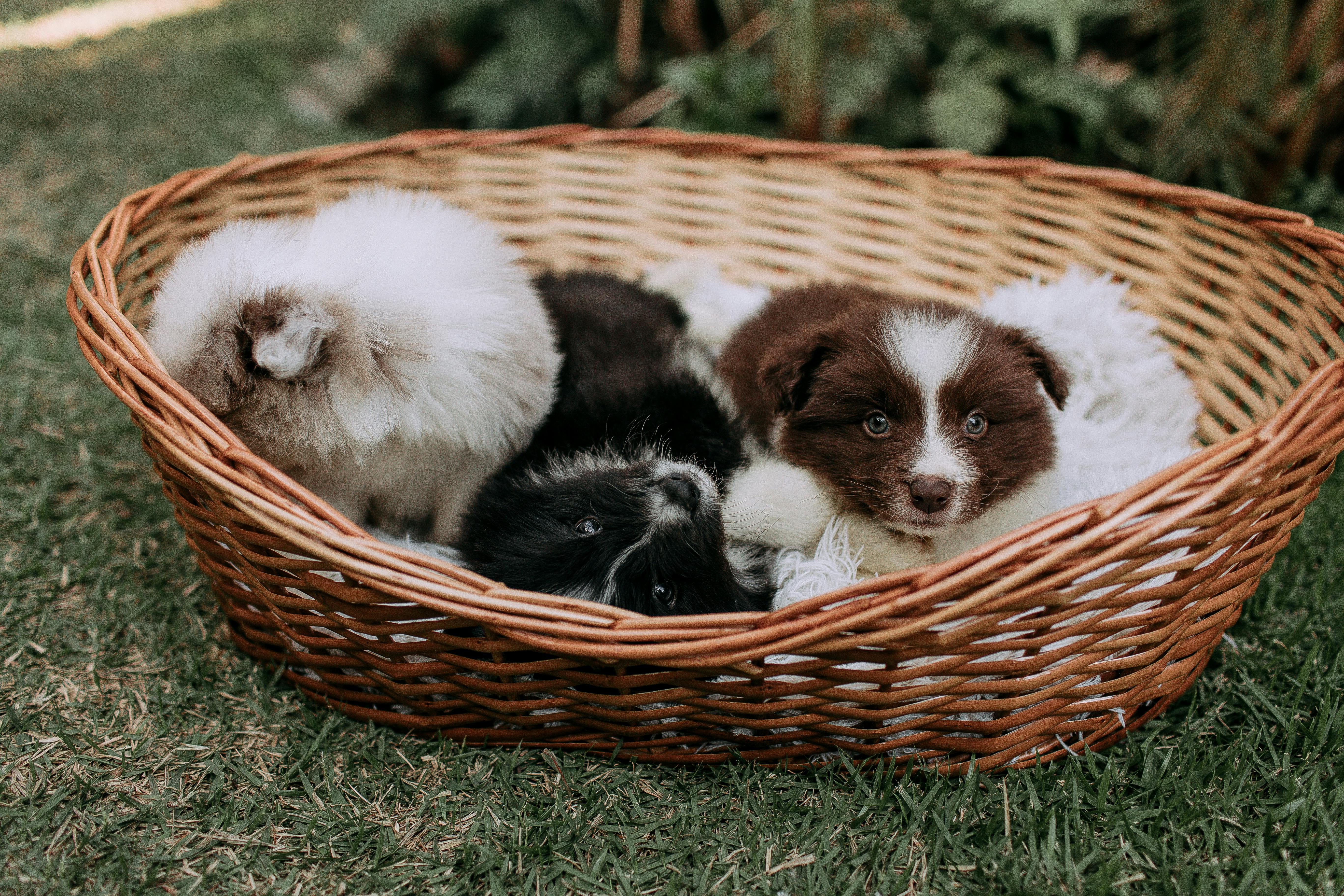 pet lifestyle, pets lifestyle, pet lifestyle store, more lifestyle pets, pet lifestyle bhopal, pet lifestyle centre, pet life