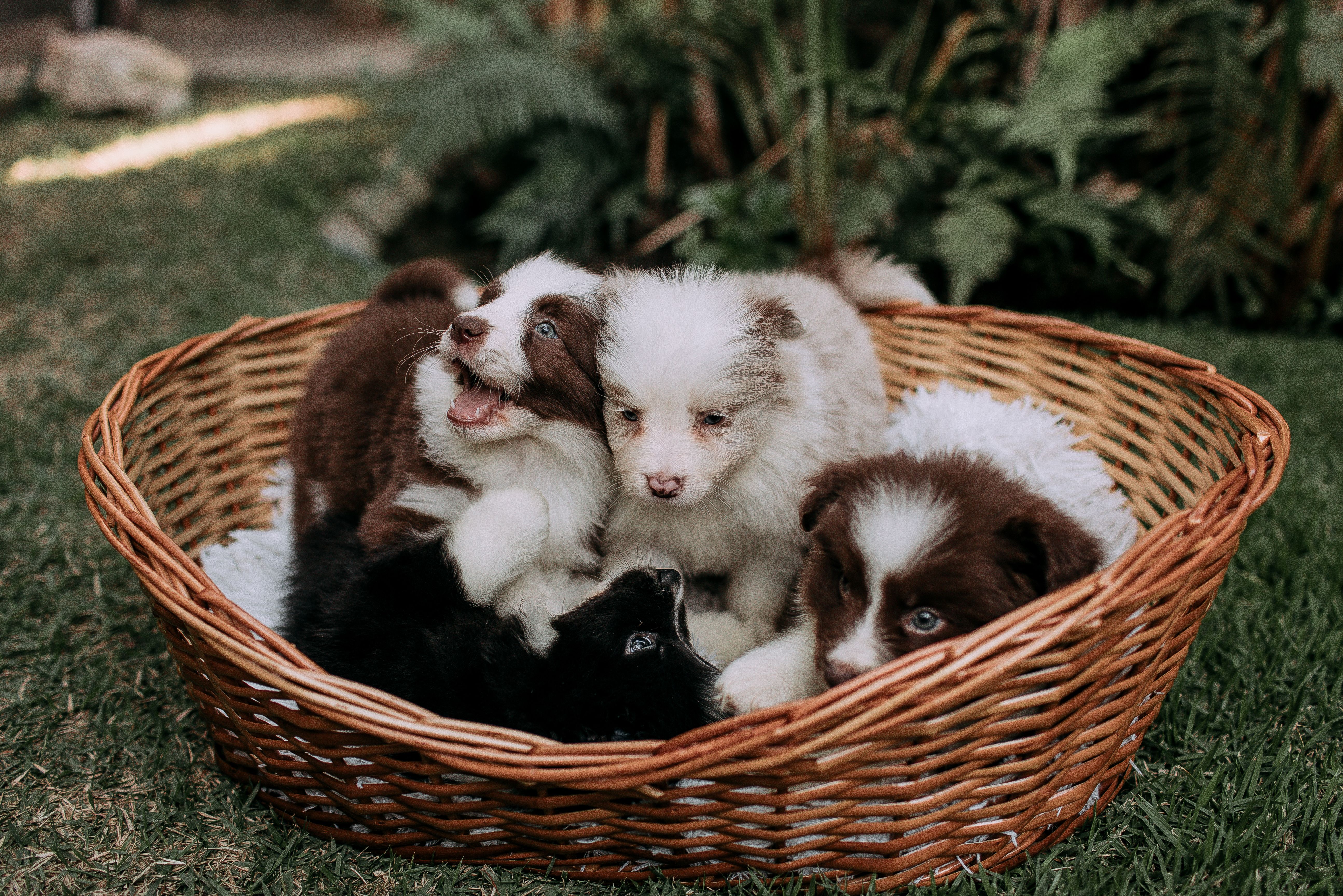 Pet Shops Near Me In Armidale: Responsible Buying Guide