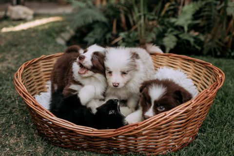 Puppy kopen via Marktplaats: zo herken je een broodfokker