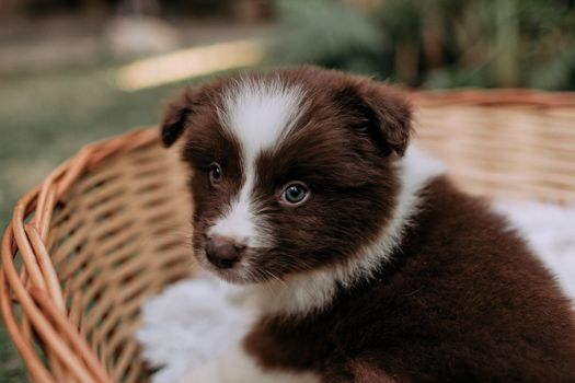 Cute brown and white Border Collie puppy sitting in a wicker basket outdoors.