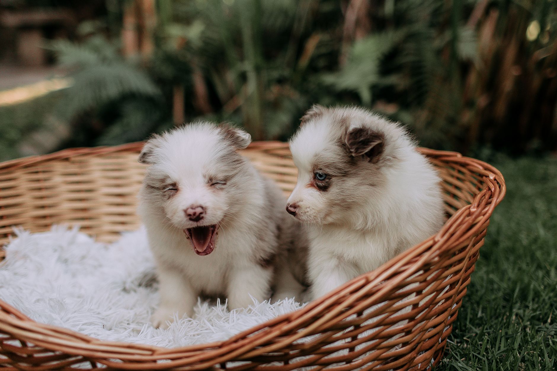 Puppy Chases Baby's Toes: Heartwarming Viral Video