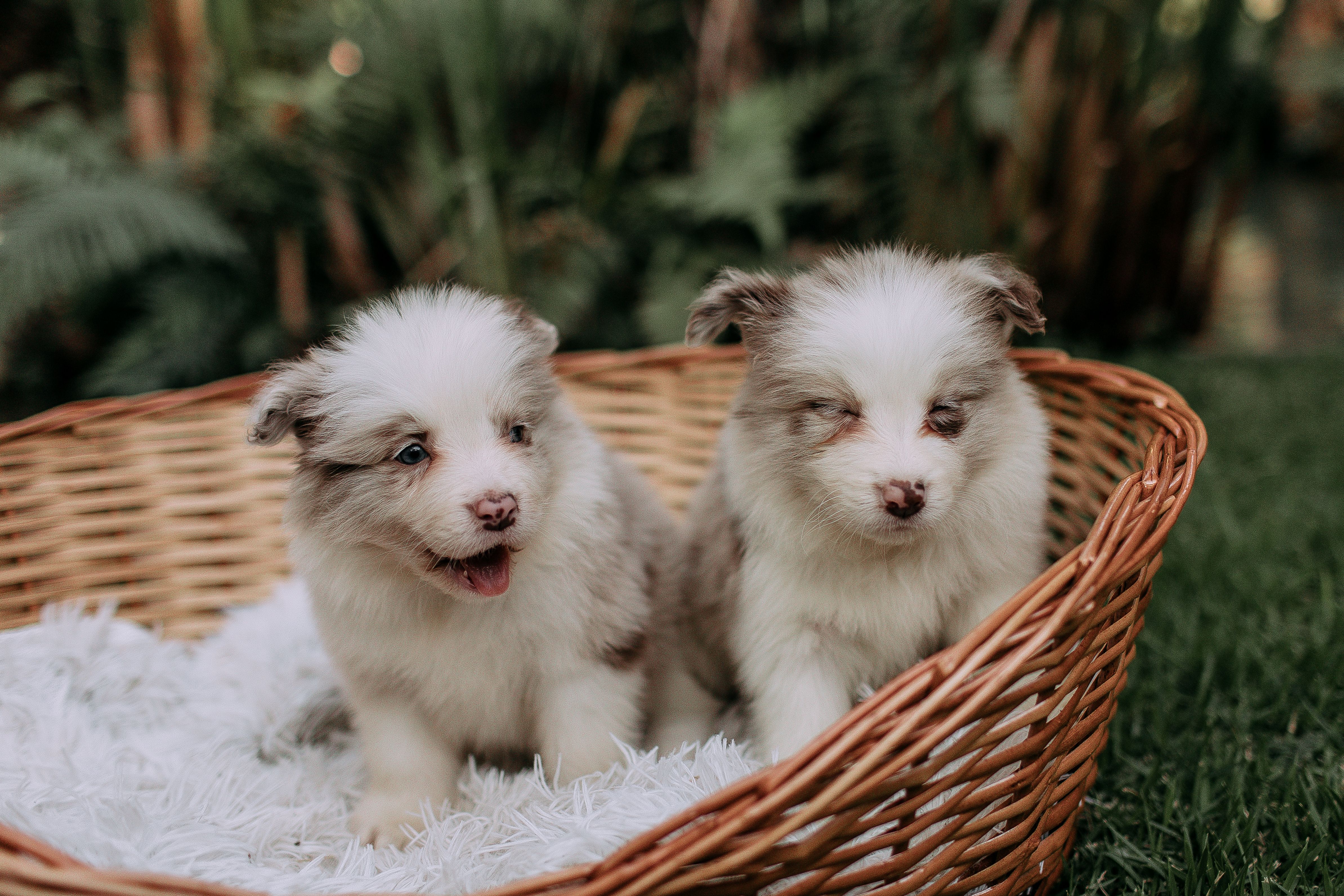 Find Puppies Shop In Whyalla: Responsible Buying Guide