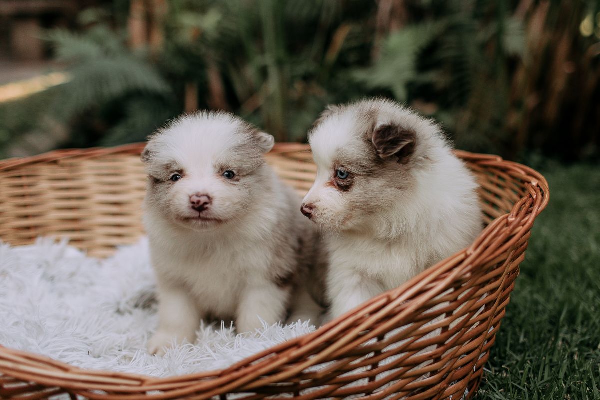 Renkli yavru köpekler bir sepet içinde güneşli bir bahçede