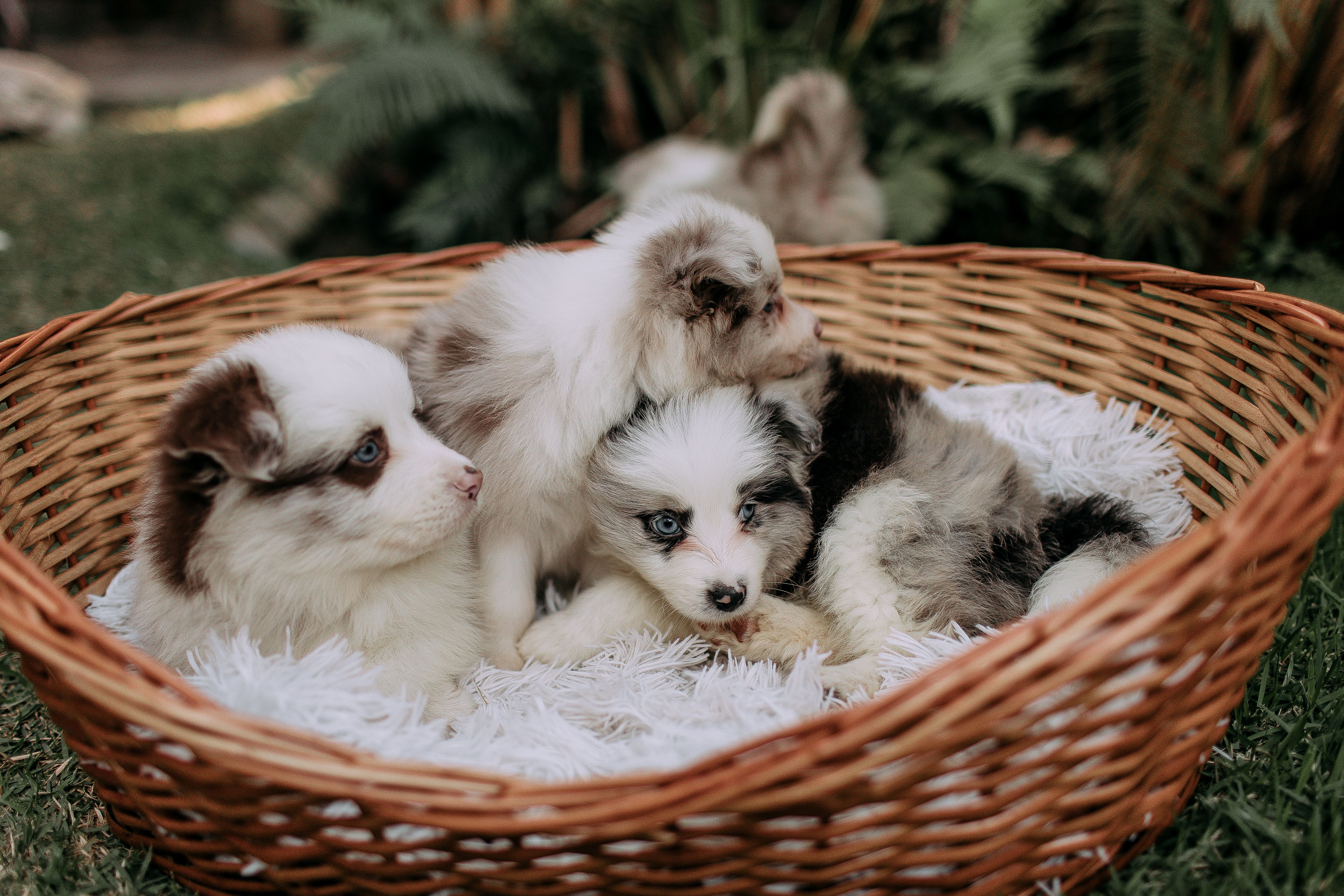Reputable Dog Sellers In Ottawa: Responsible Buying Guide for Canadian Families