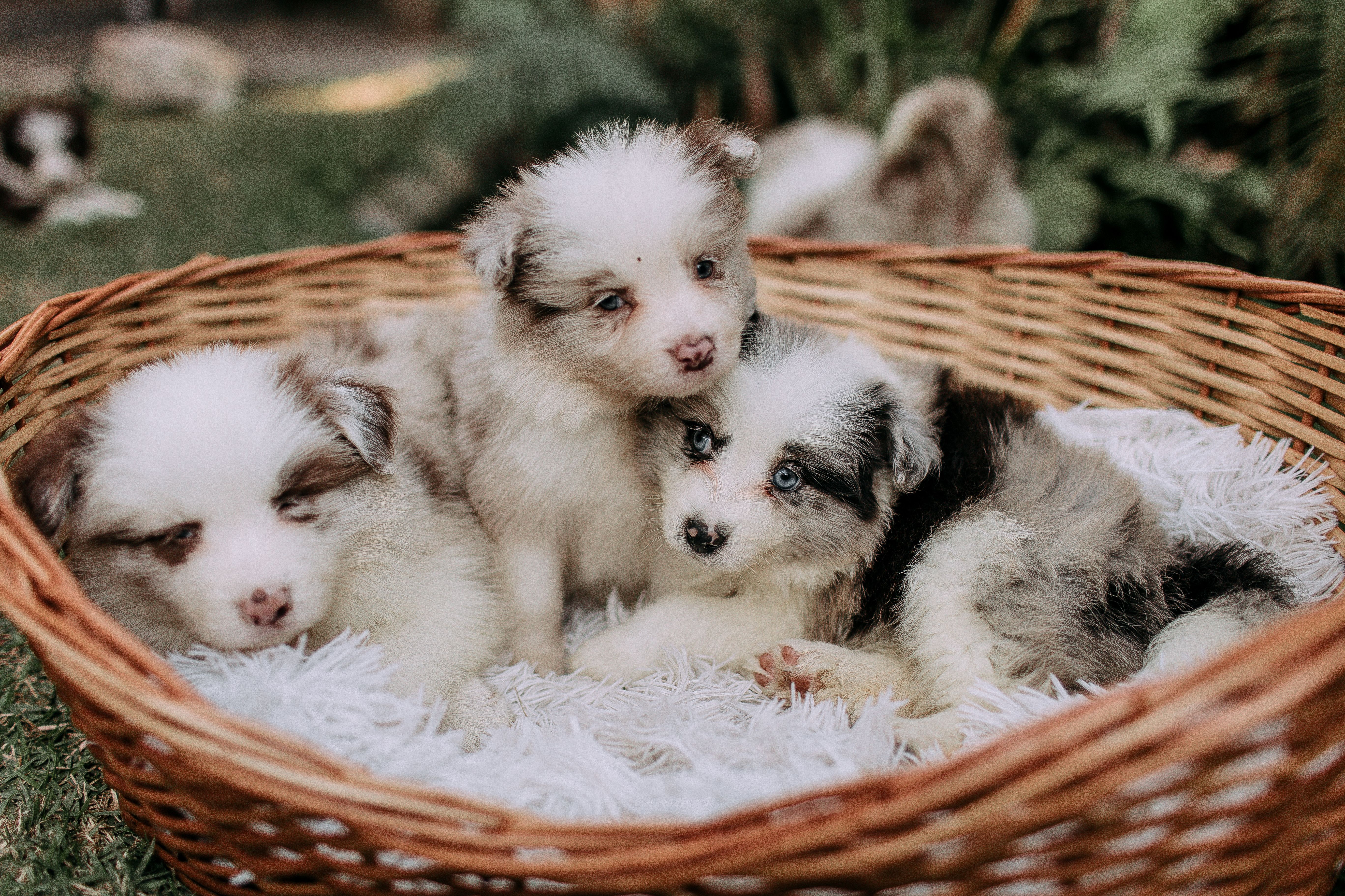 pet lifestyle centre — Photo by Helena Lopes on Pexels
