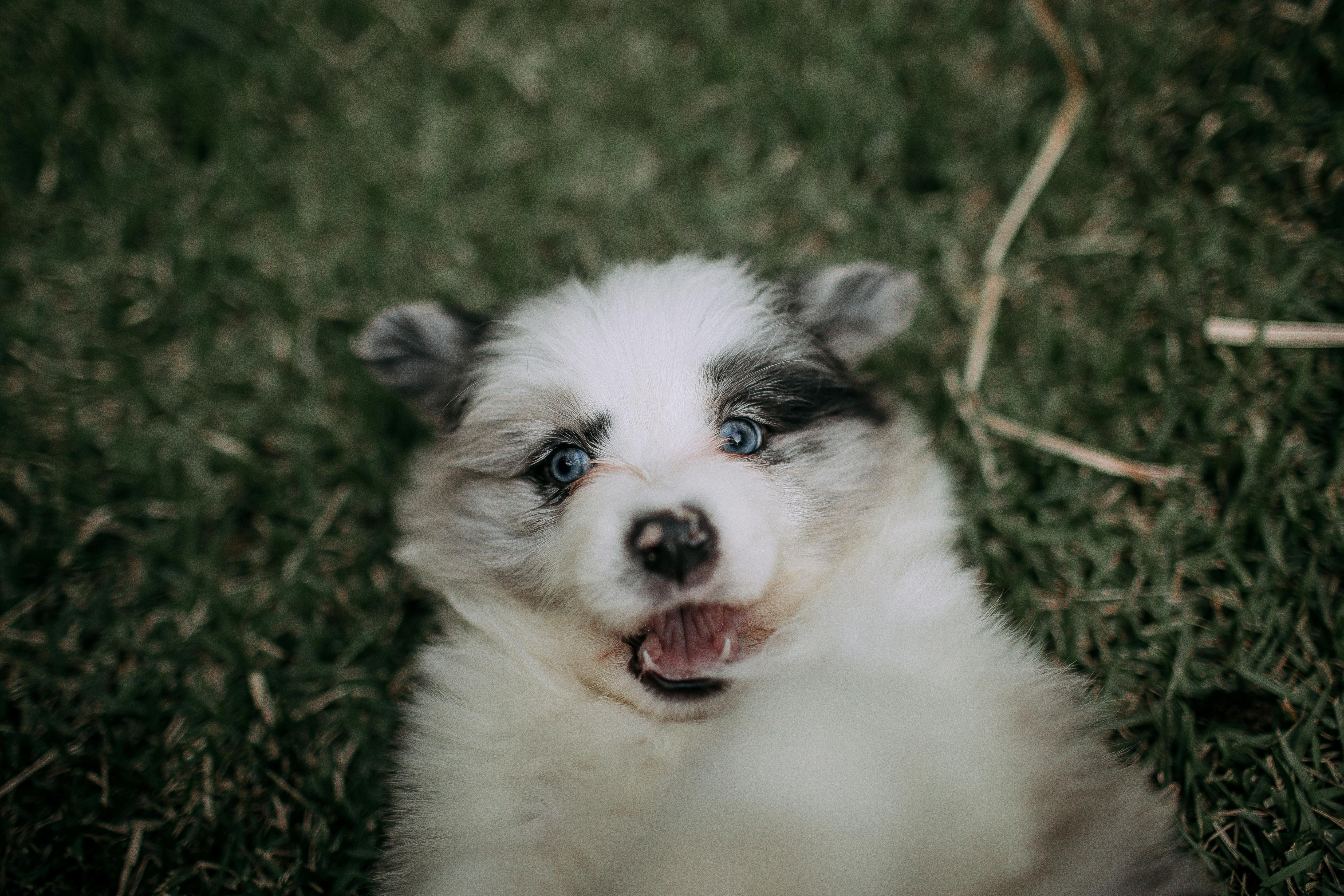 Pet care: Solving puppy tooth troubles and grooming gaffes — Photo by Helena Lopes on Pexels