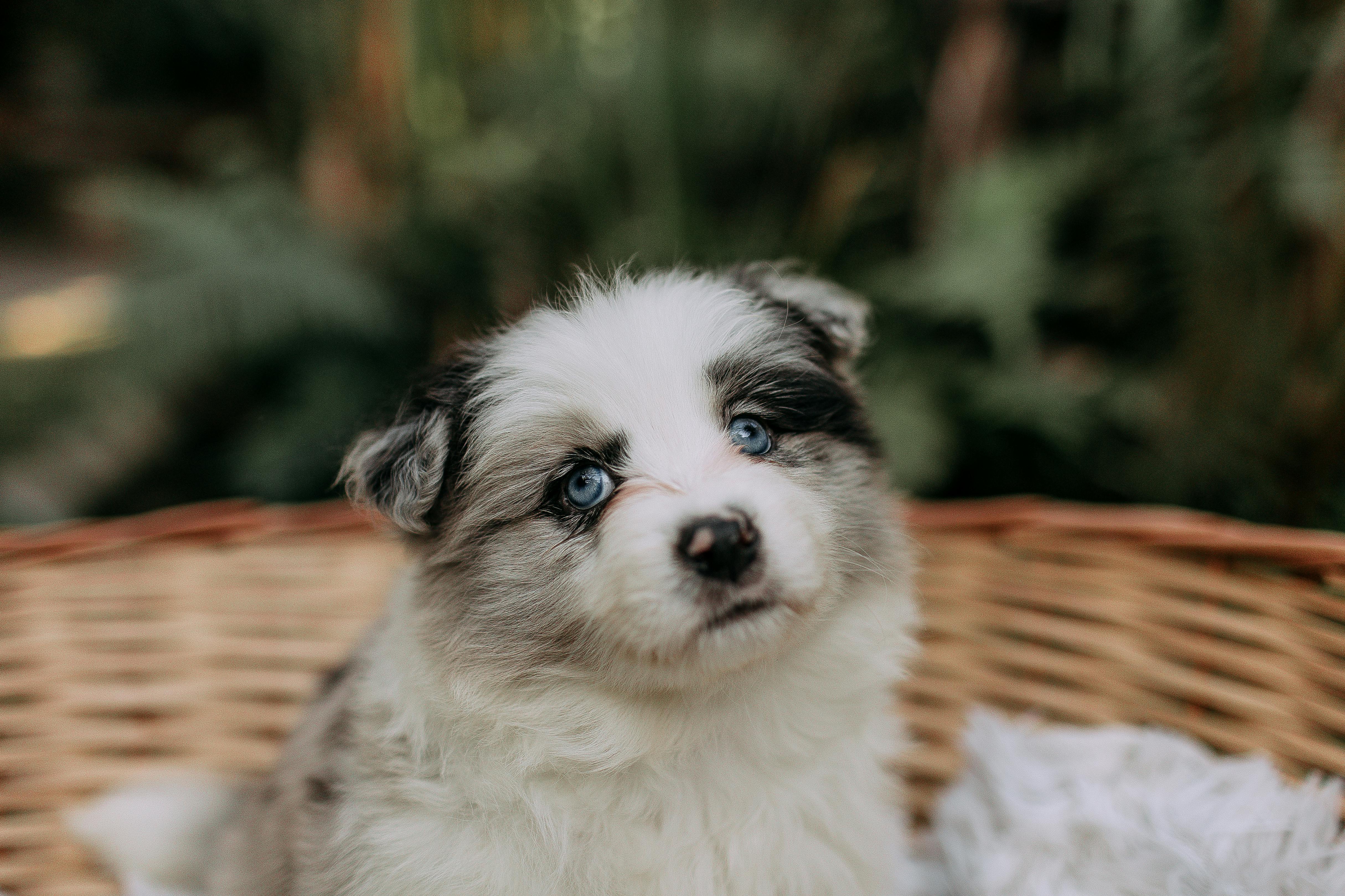 Pet care: Solving puppy tooth troubles and grooming gaffes — Photo by Helena Lopes on Pexels