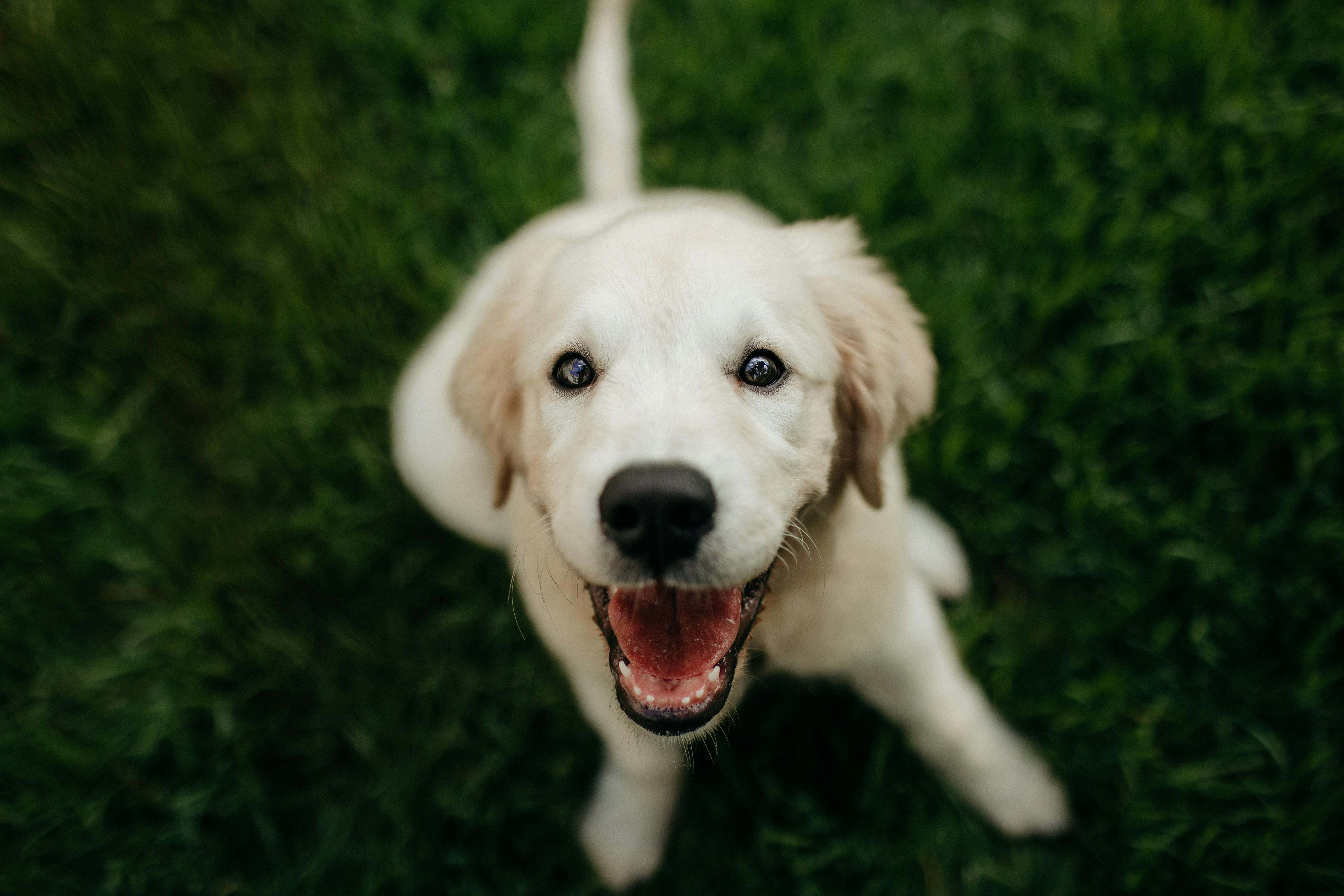 Financing for Fido? Pet insurance gains attention as lifetime costs for pets soar — Photo by Helena Lopes on Pexels