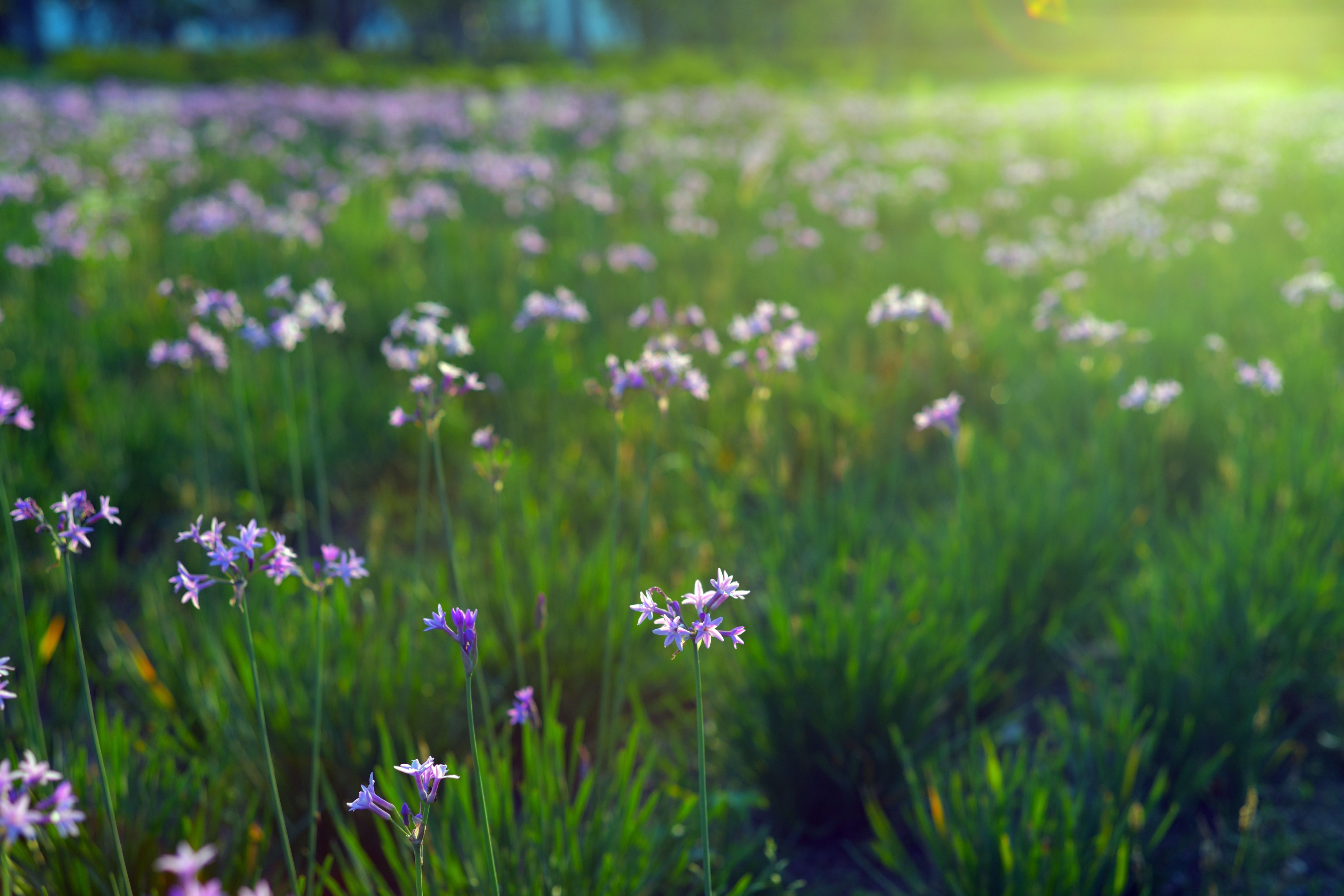 Beautiful Field of Purple Flowers at Sunrise · Free Stock Photo