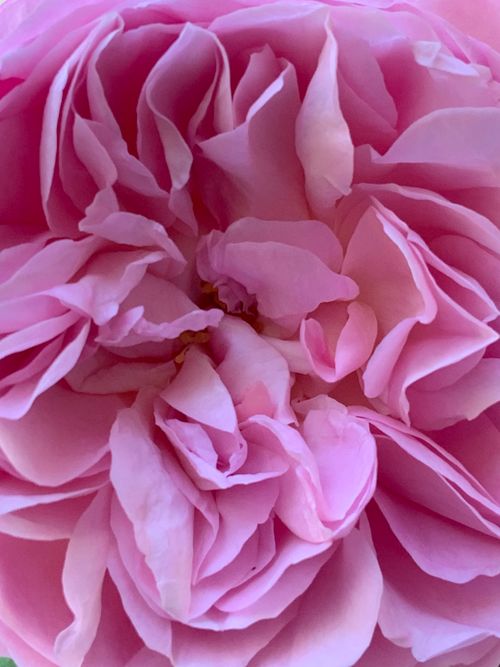Free Detailed close-up of a pink rose showcasing its soft, delicate petals. Stock Photo