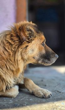 dog photo