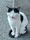 funny cat