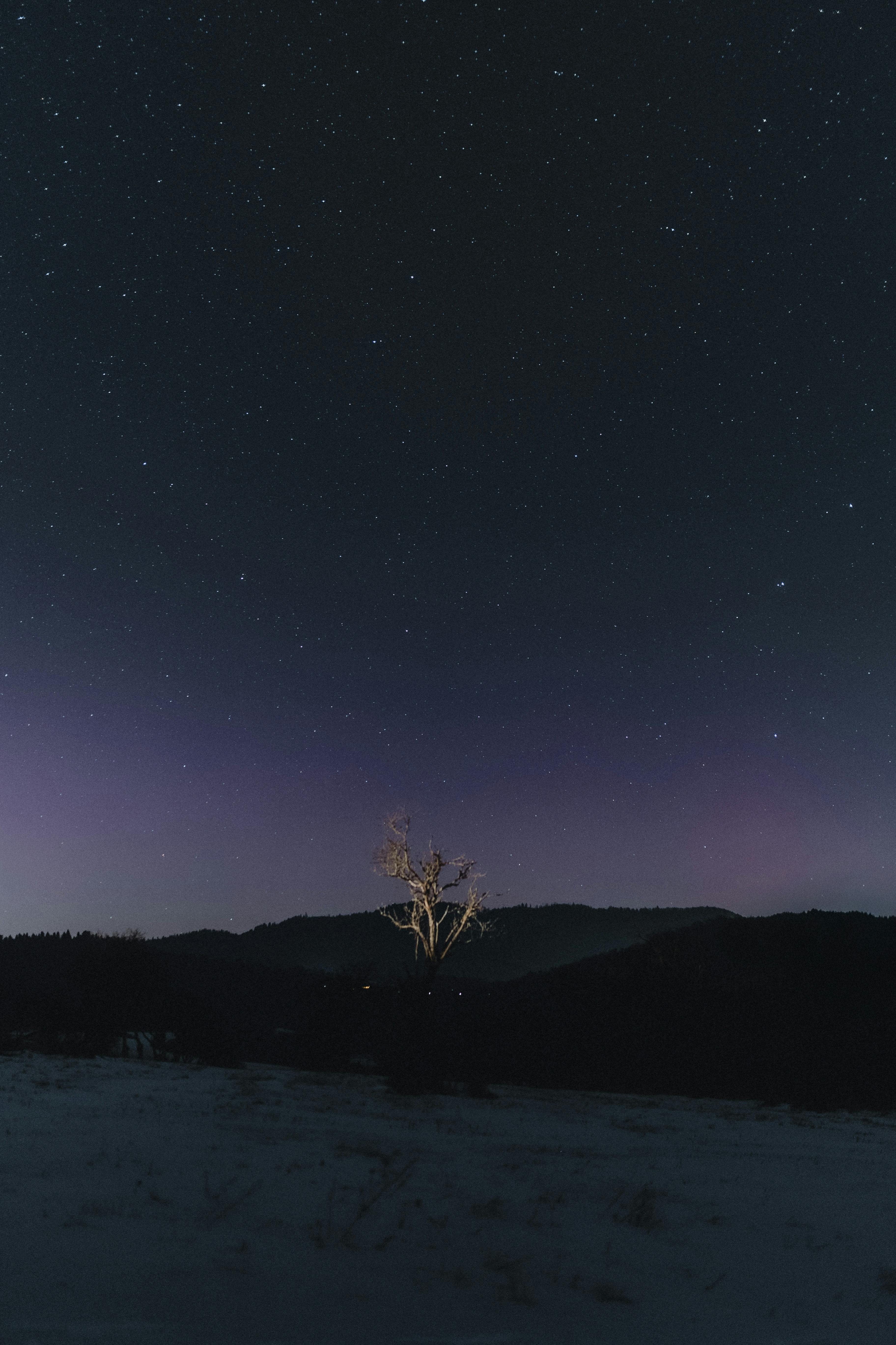 A stunning night sky with stars over a solitary tree in a tranquil landscape.