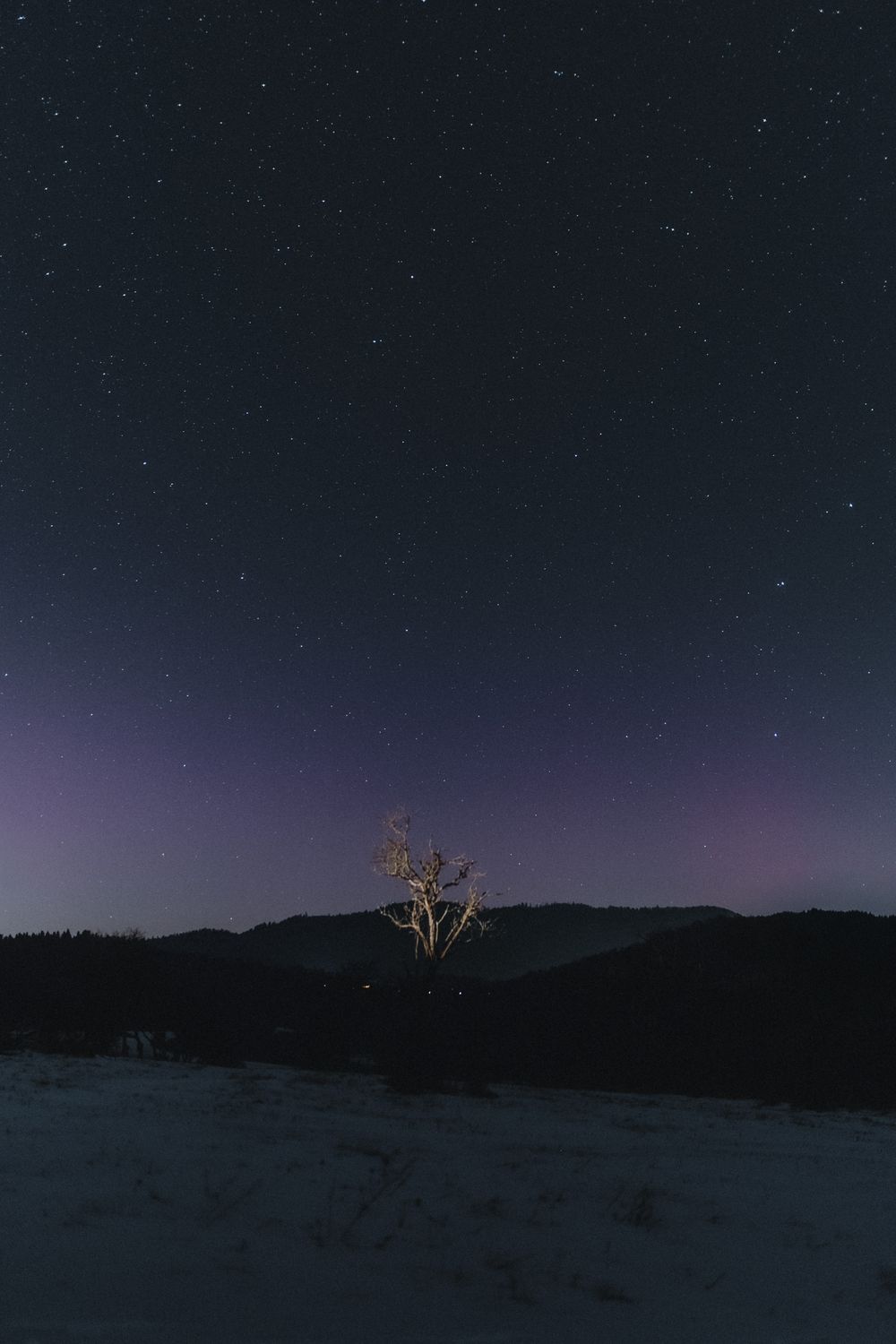 Starry Night Sky with Lone Tree Landscape · Free Stock Photo
