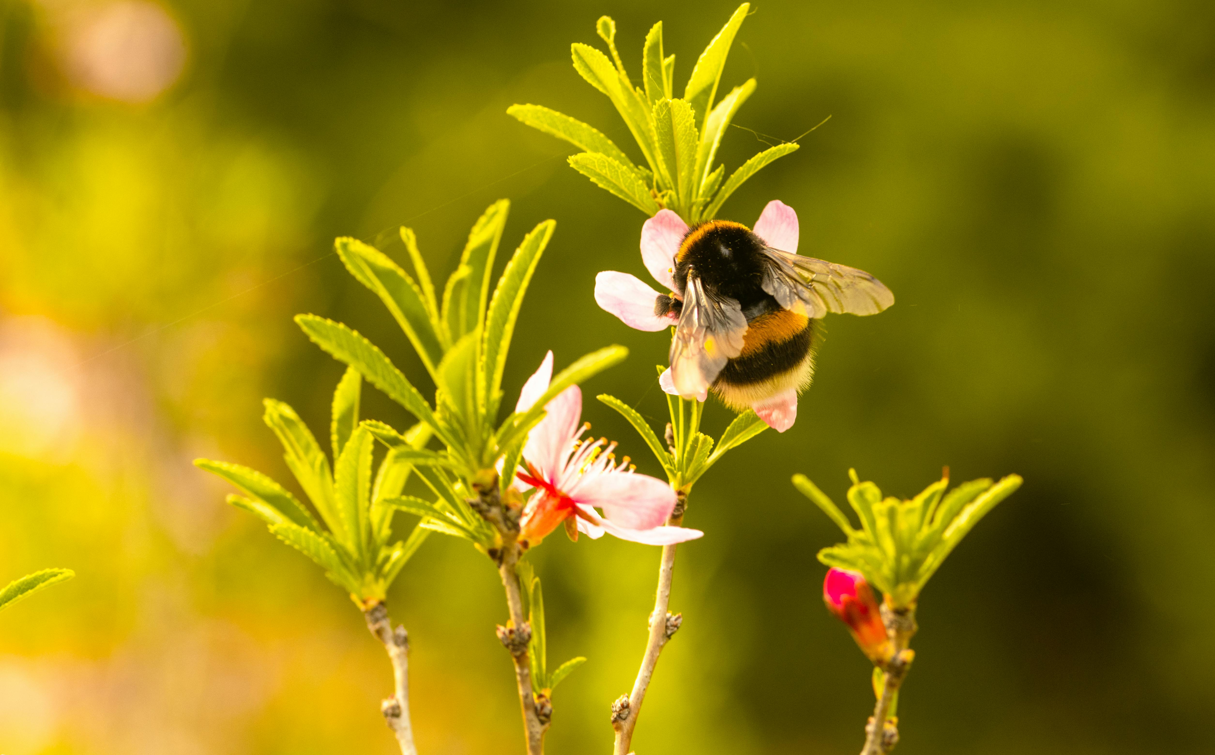 Ark Valley Civics Bee Competition to Send Three Local Students to State — Photo by Anikó Liptai on Pexels