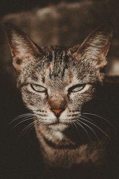cat photo