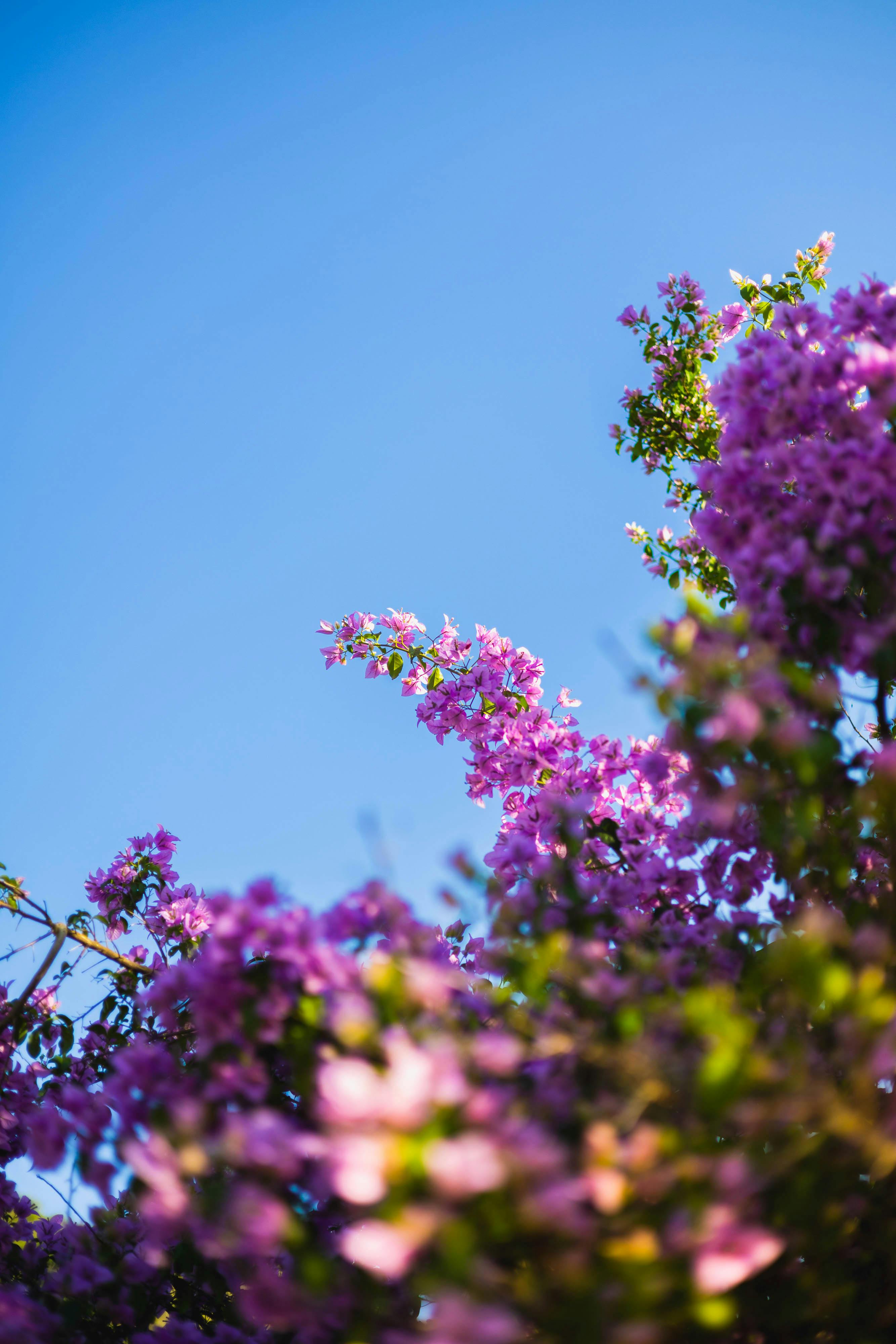 [ColoSach]-blooming-pink-flowers-captured-against-a-bright-blue-sky,-showcasing-vibrant-springtime-beauty.