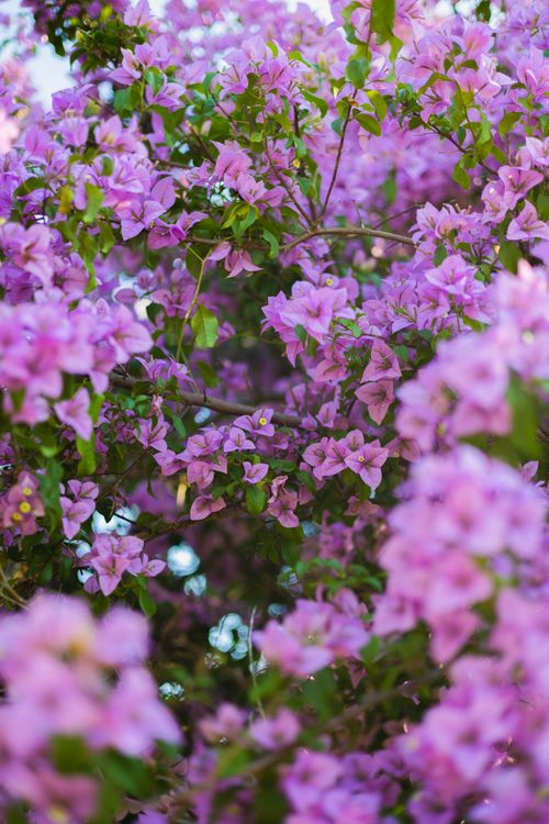 Free Beautiful bougainvillea flowers in full bloom, capturing the essence of spring. Stock Photo