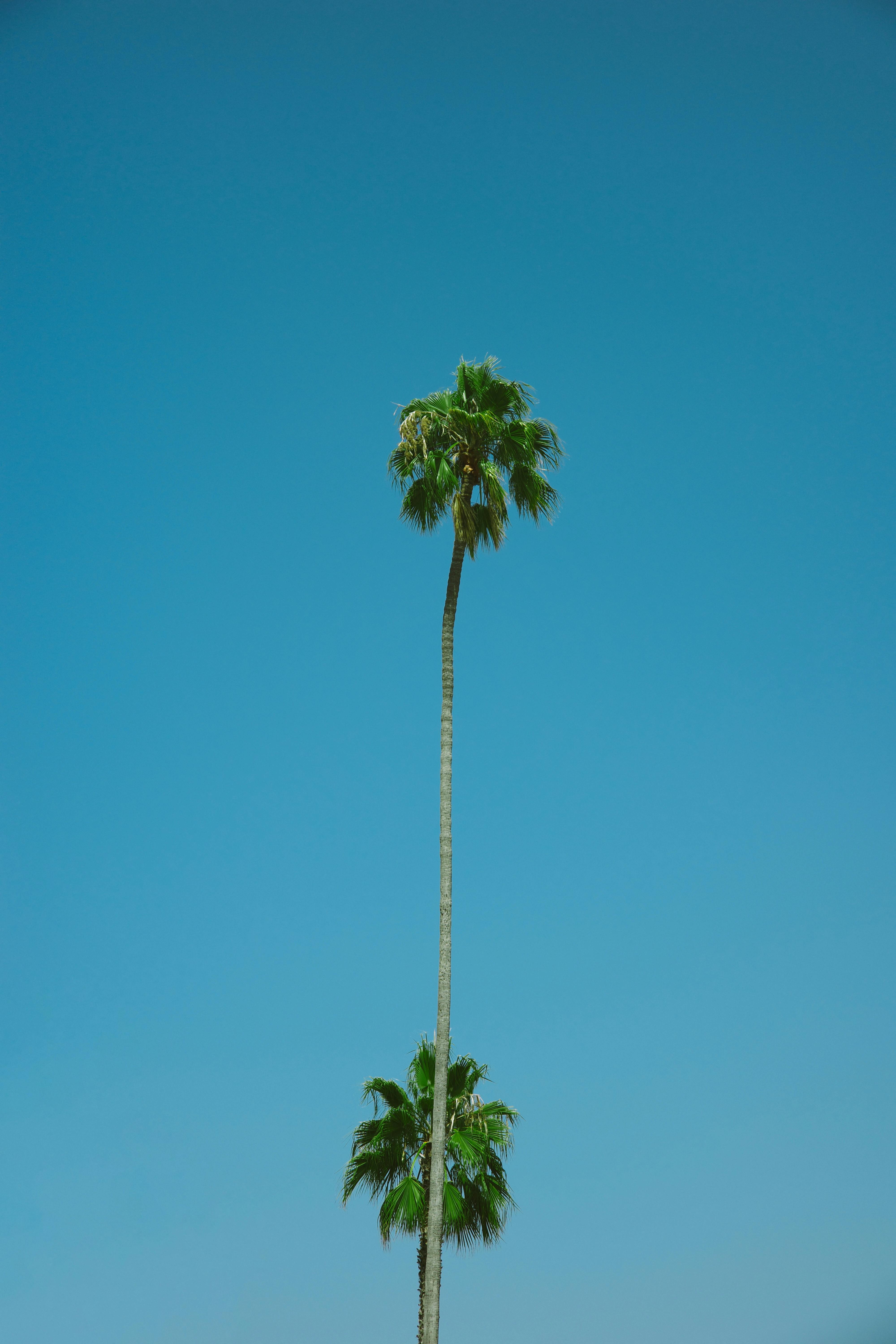 Kostnadsfria Kostnadsfri bild av avslappning, blå himmel, botanisk Stock foto