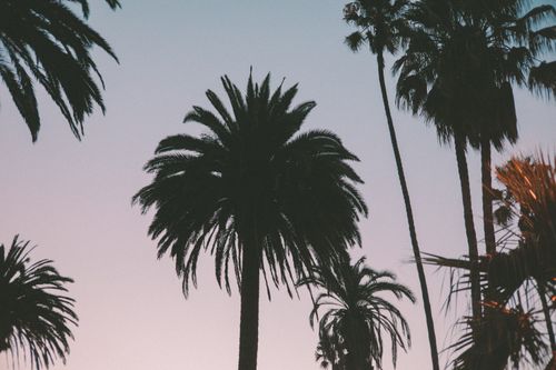 Free Silhouetted palm trees set against a vibrant Los Angeles sunset sky. Stock Photo