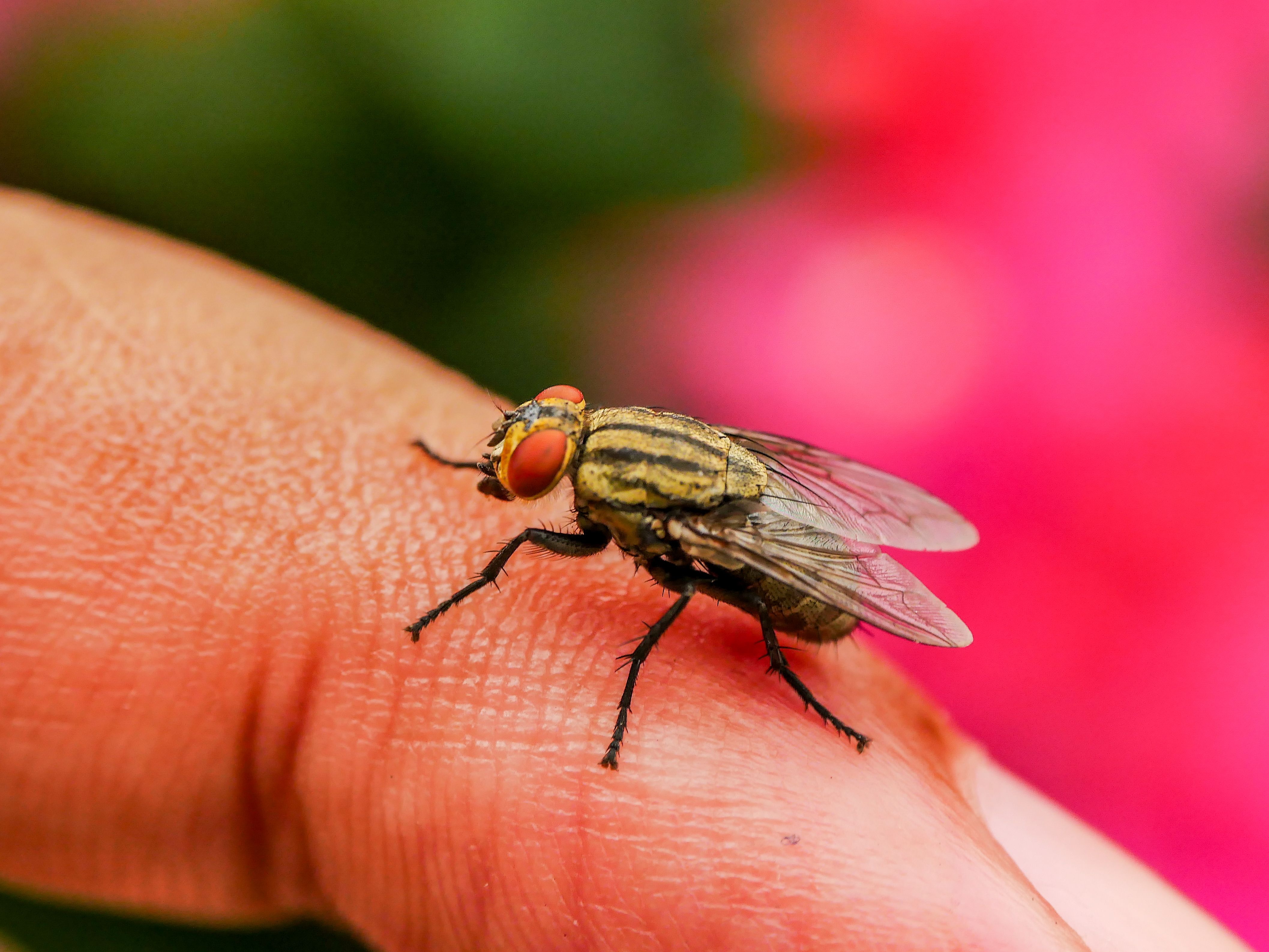 Bedbug Bites vs. Other Itches: How to Tell What's Bugging You
