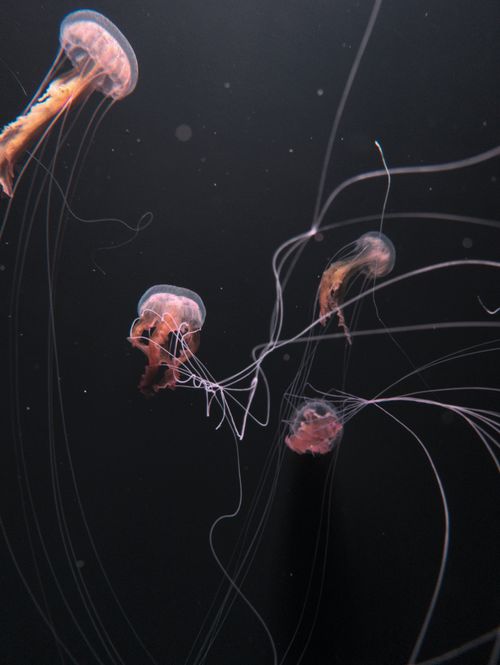 Free Beautiful jellyfish gracefully swim in dark ocean depths, showcasing their translucent bodies. Stock Photo