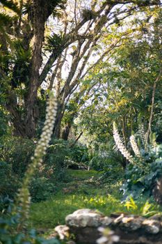 Serene forest landscape featuring tall trees, lush greenery, and a natural pathway under sunlight.
